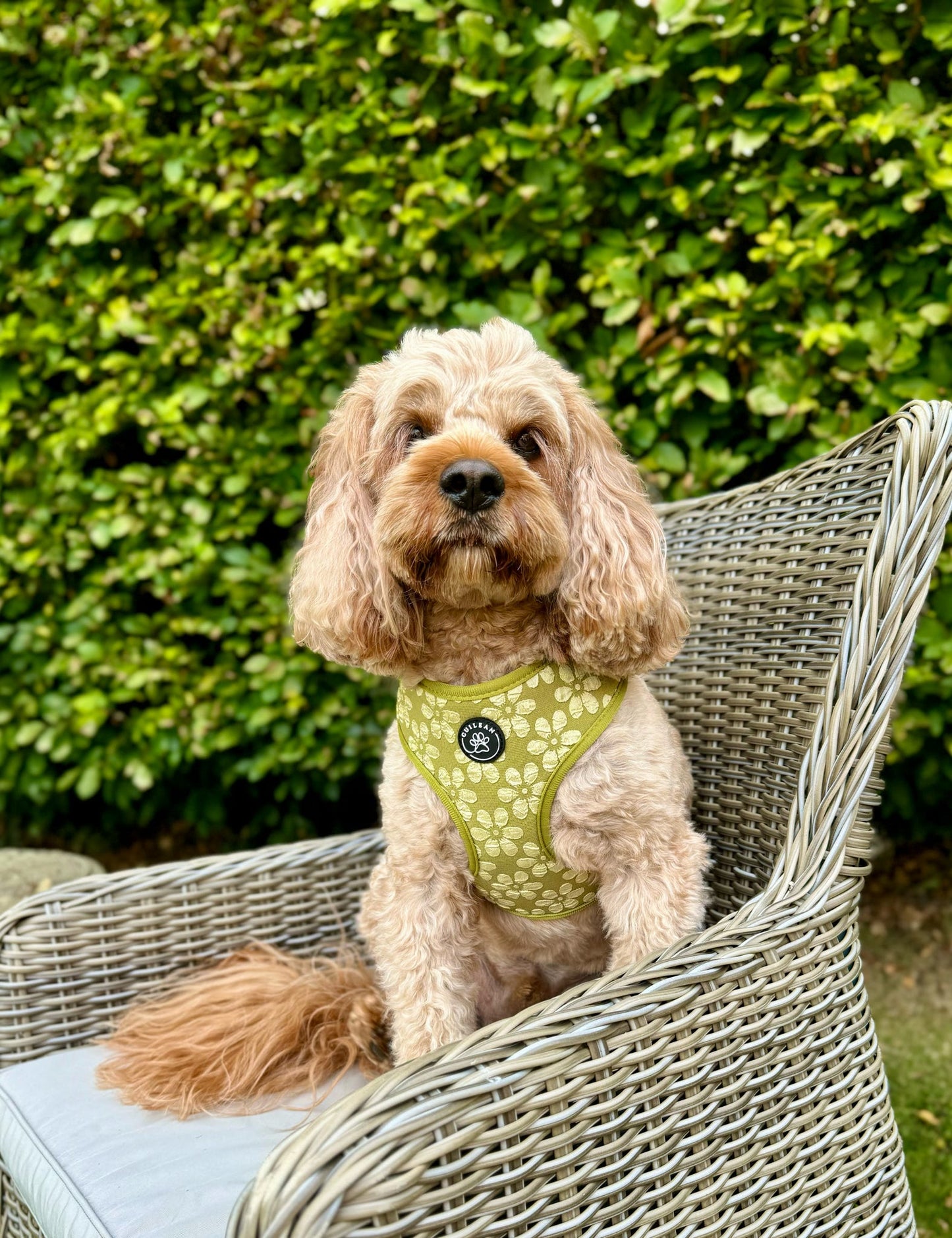 OLIVE - HARNESS