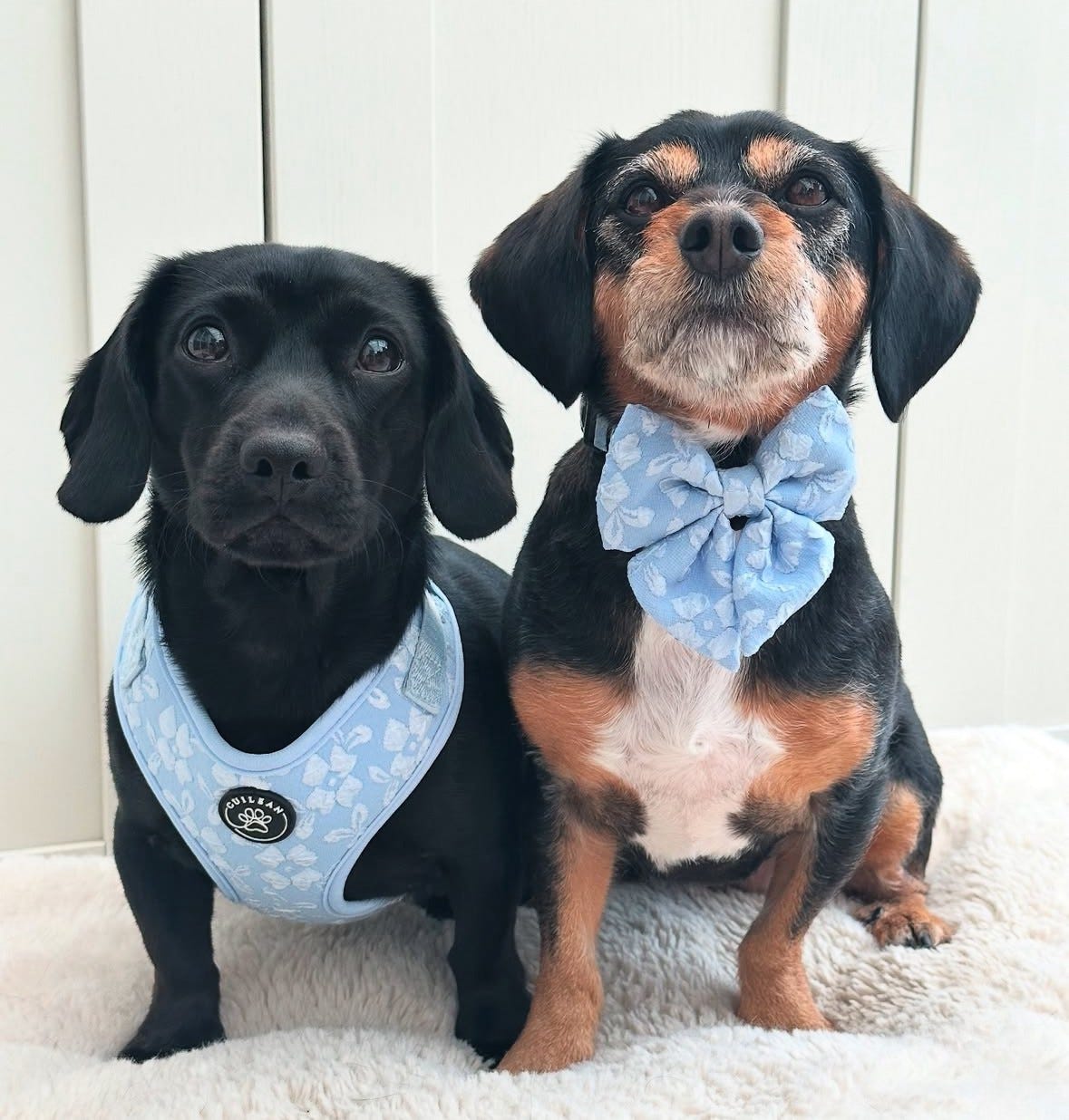 BLUEBELL - HARNESS