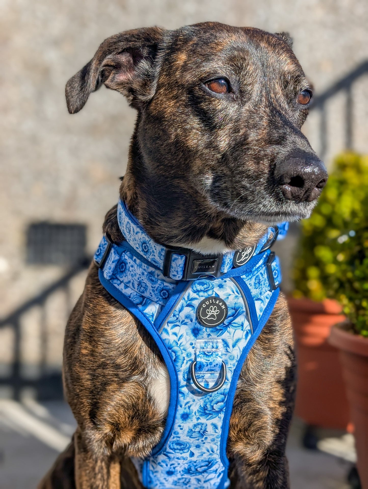 PORCELAIN - CUILEAN CLIMBER HARNESS