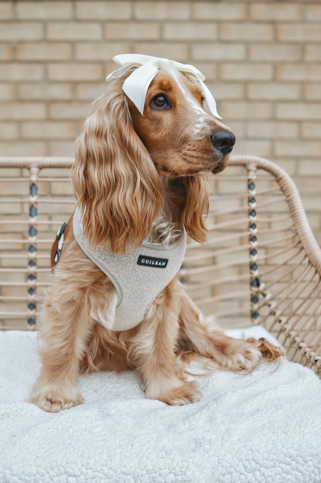 OATMEAL TEDDY - HARNESS