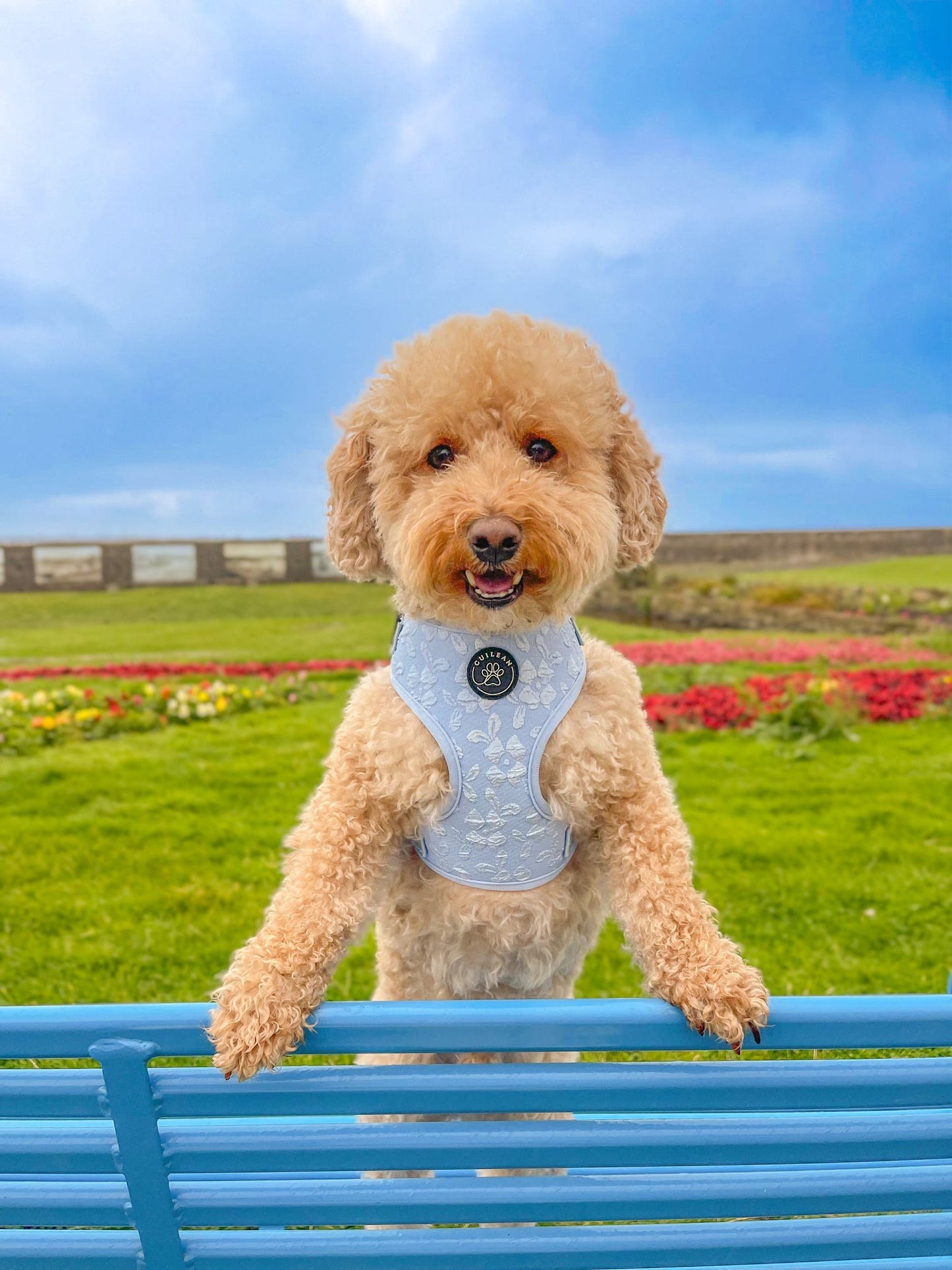 BLUEBELL - HARNESS