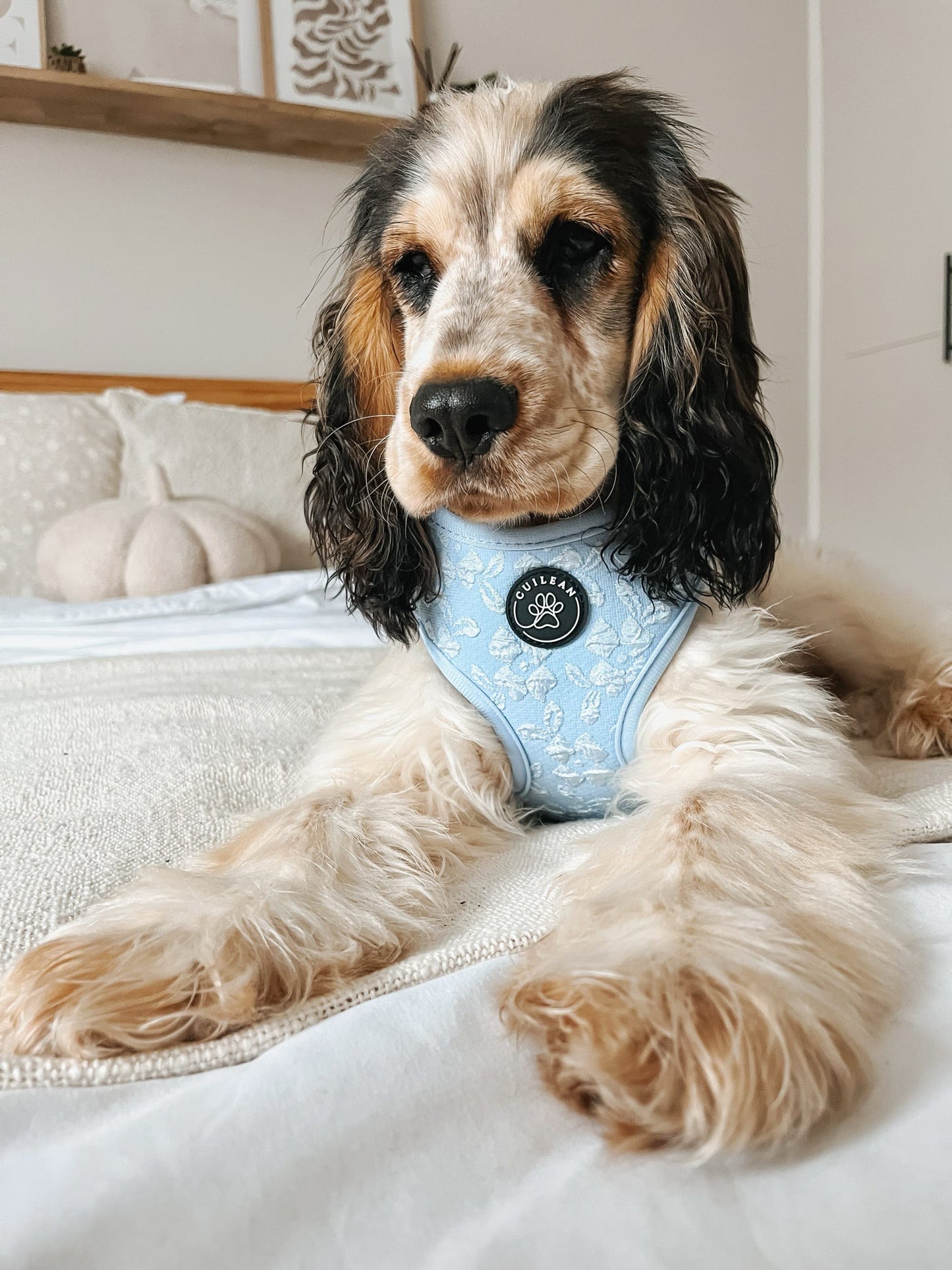 BLUEBELL - HARNESS