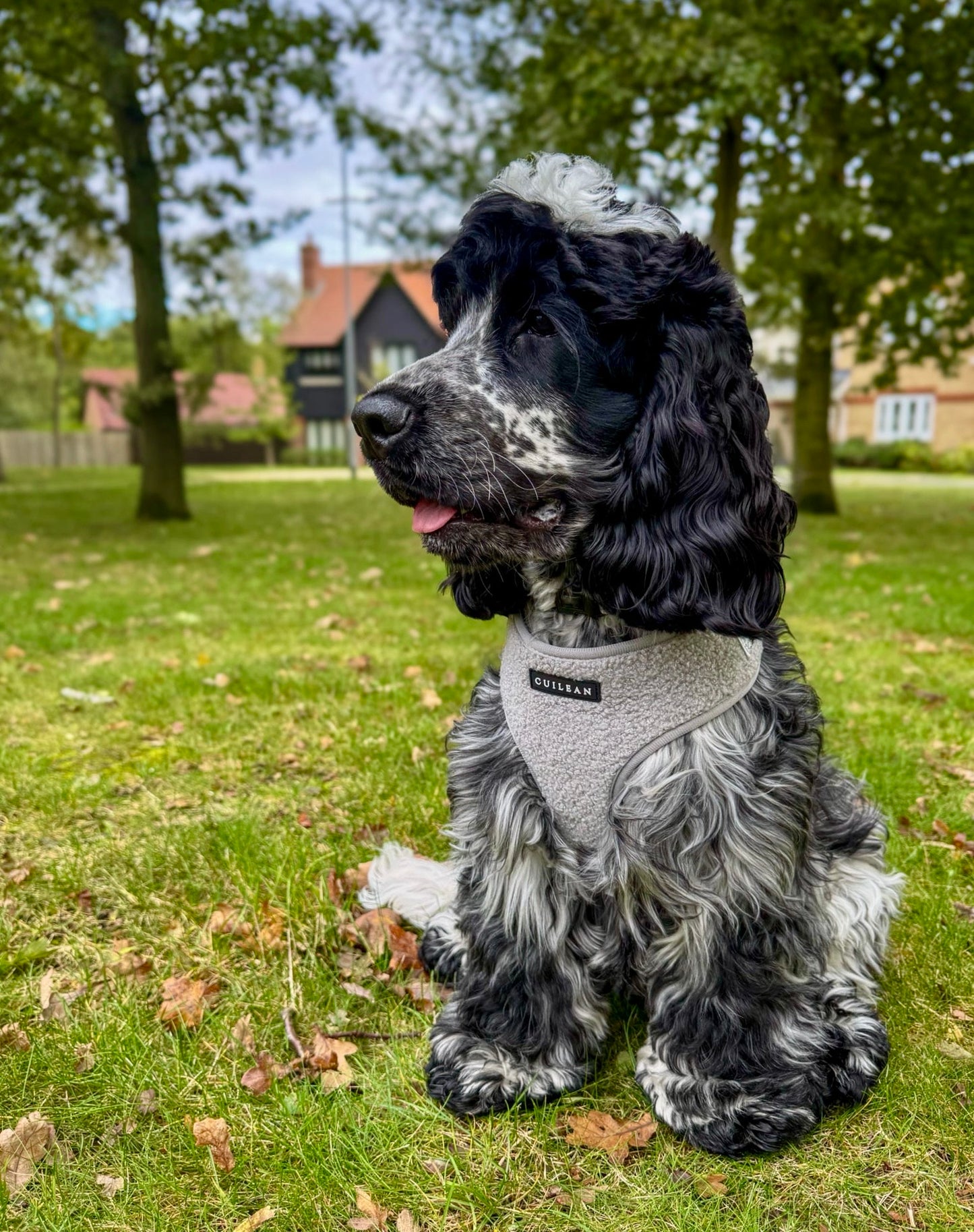 GRANITE - HARNESS