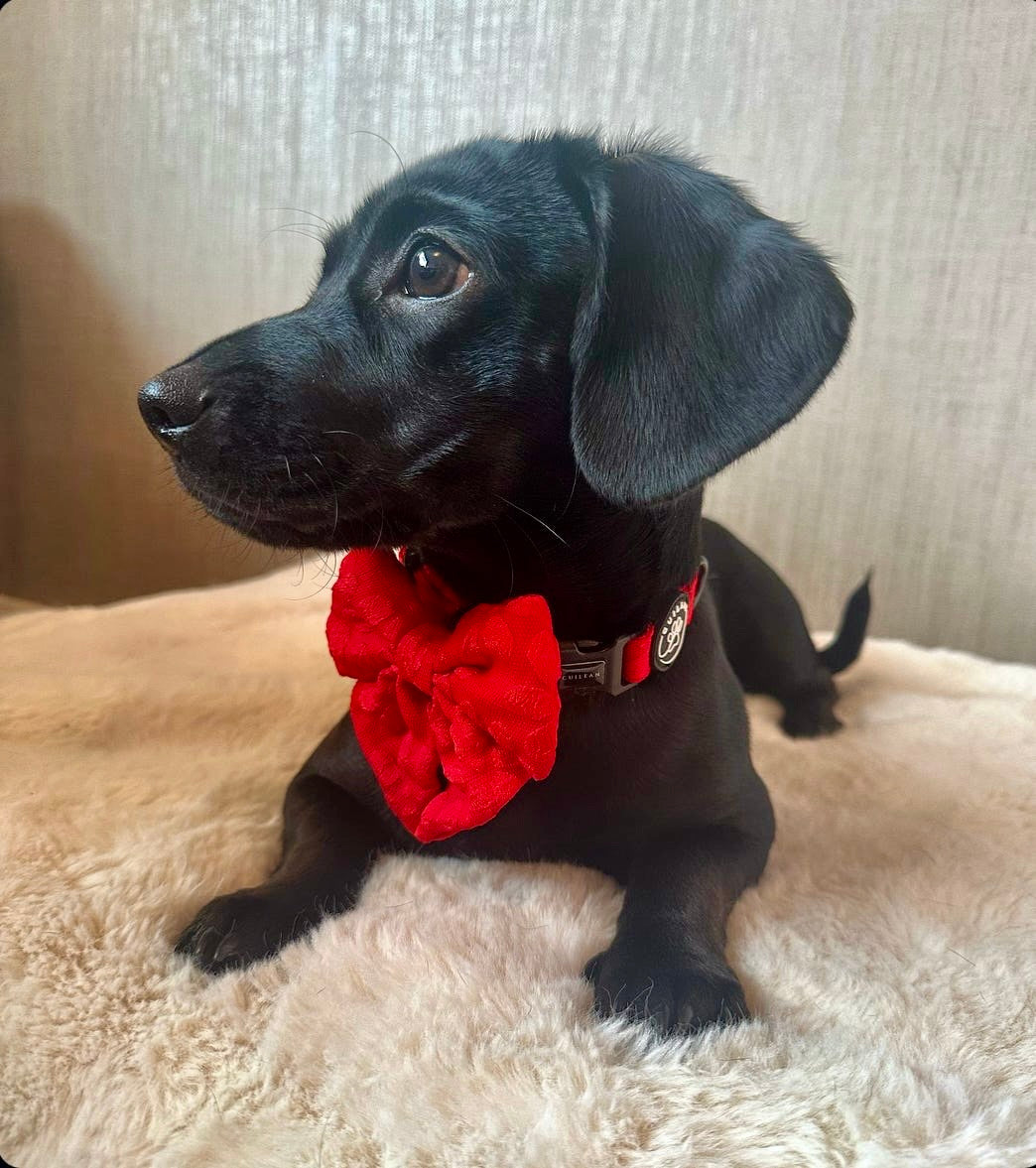 POINSETTIA - COLLAR