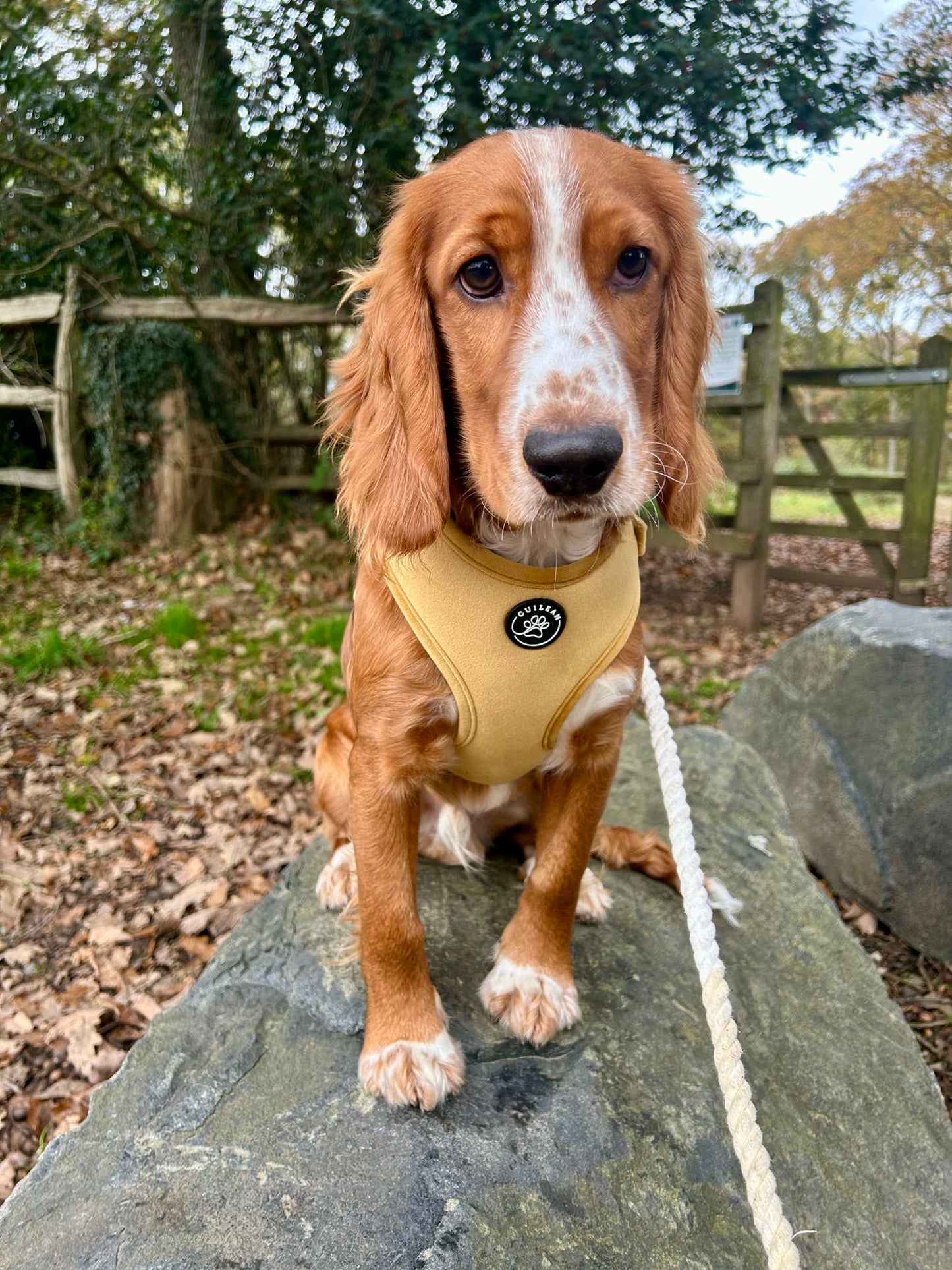 GOLDEN HOUR - HARNESS