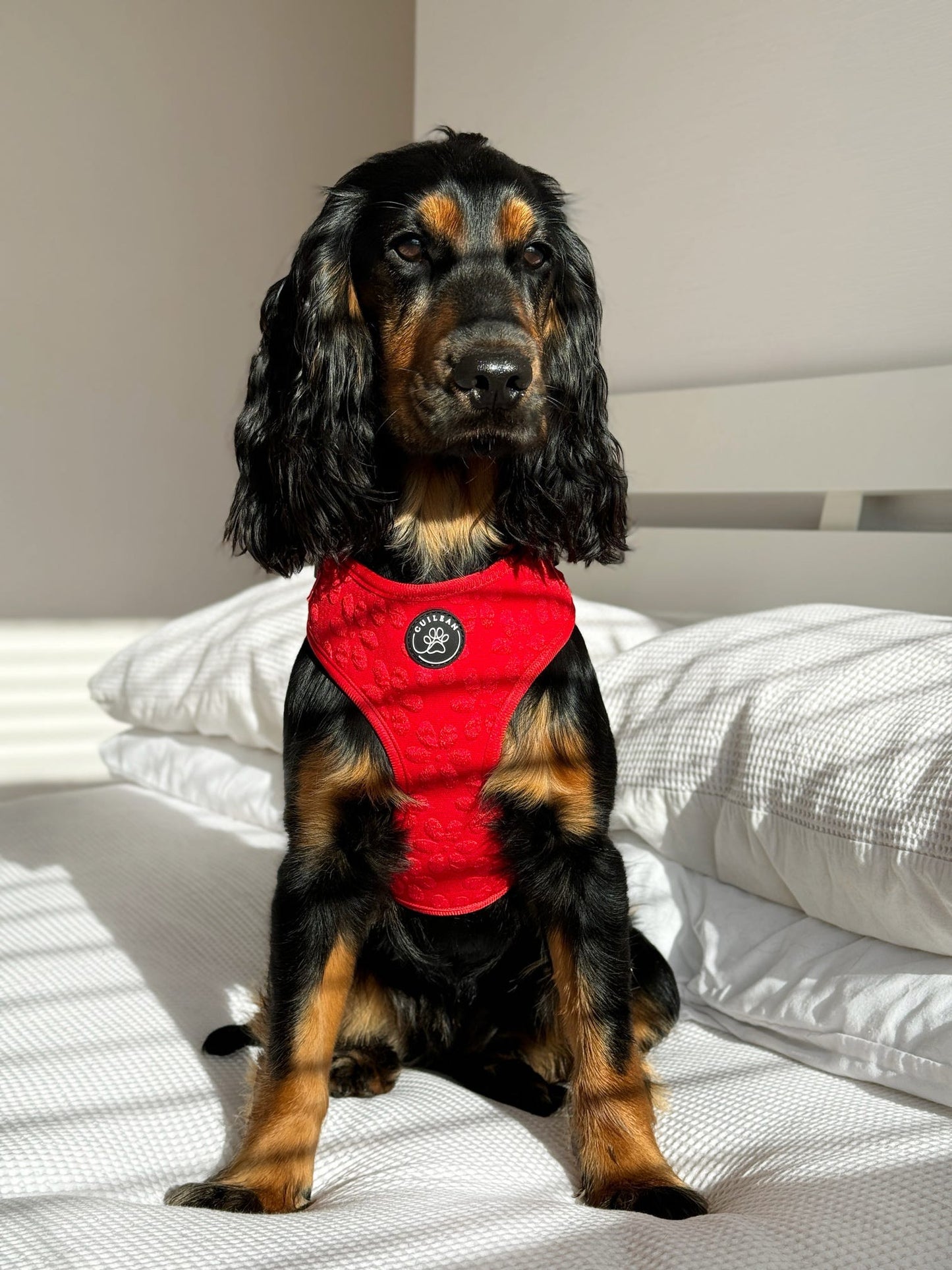 POINSETTIA - HARNESS