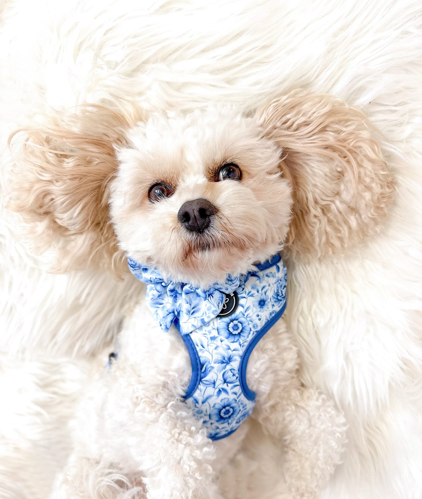 PORCELAIN - HARNESS