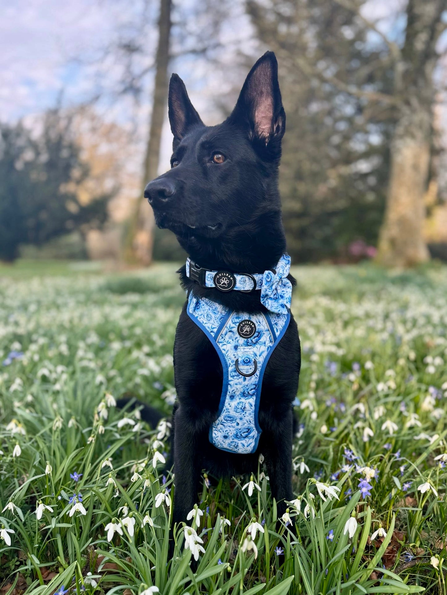 PORCELAIN - CUILEAN CLIMBER HARNESS