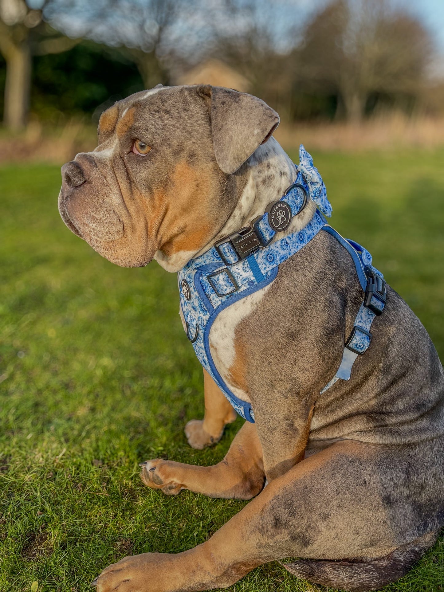 PORCELAIN - CUILEAN CLIMBER HARNESS