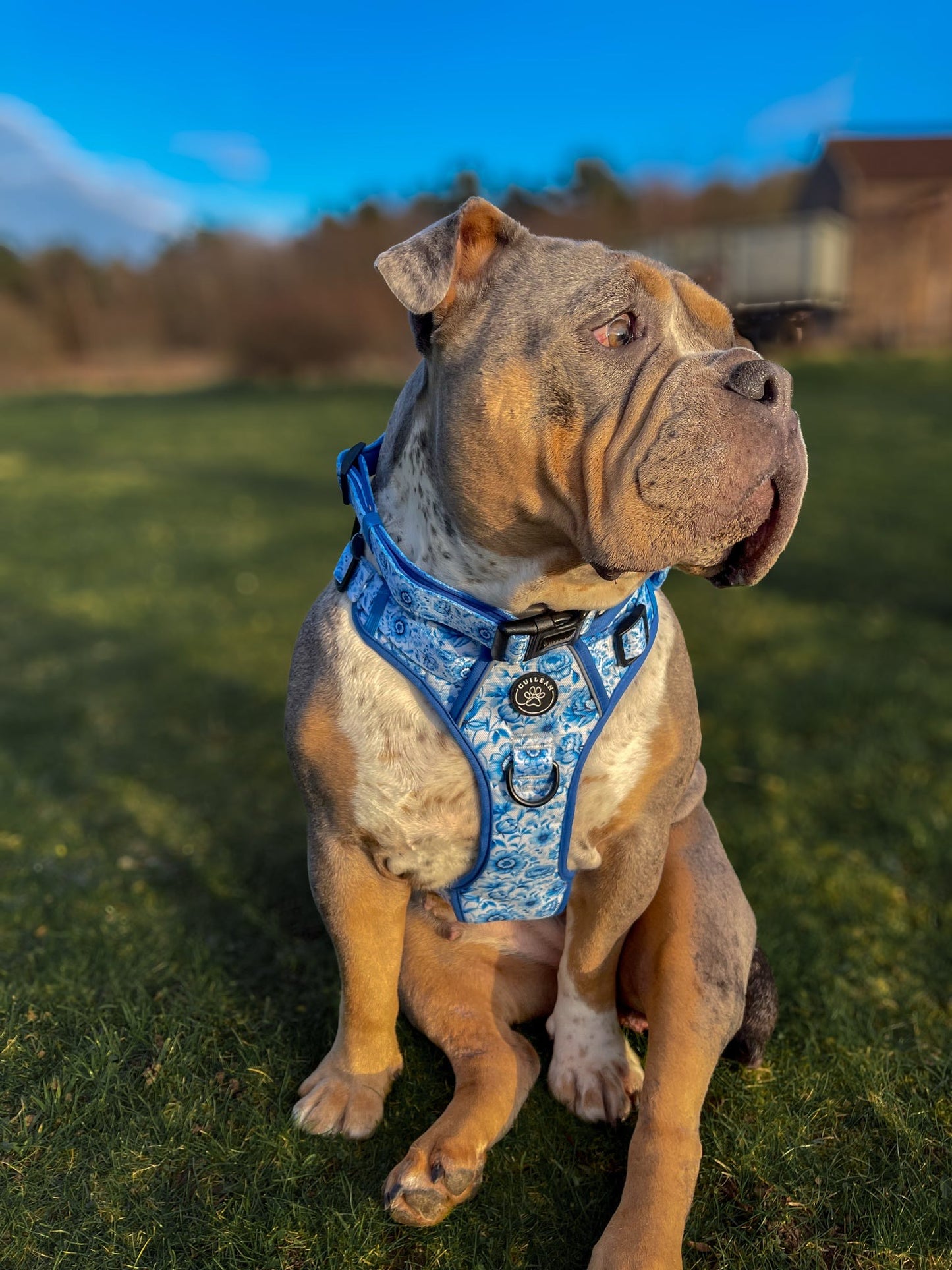 PORCELAIN - CUILEAN CLIMBER HARNESS