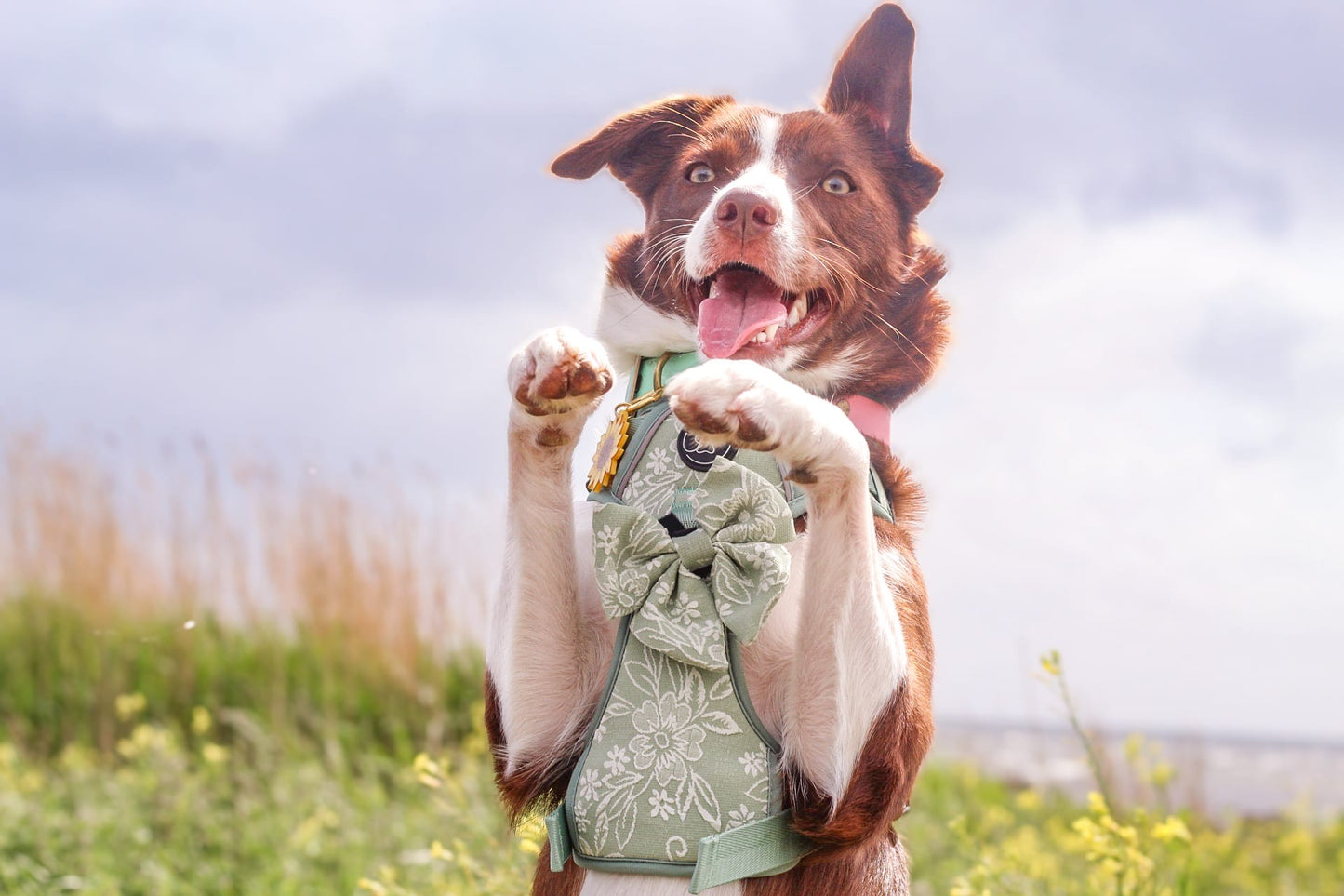 PANSY - CUILEAN CLIMBER HARNESS