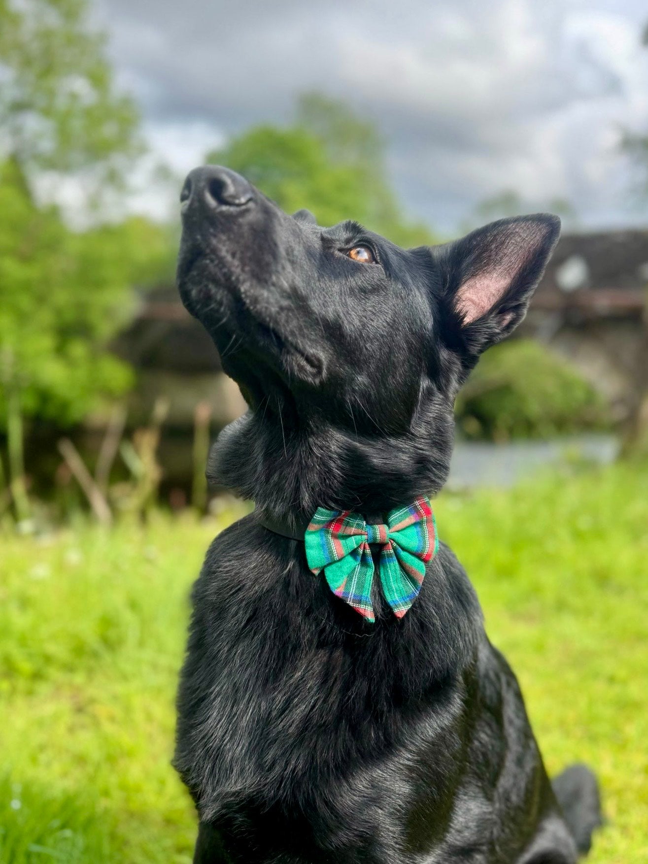 HIGHLANDER GREEN - SAILOR BOW