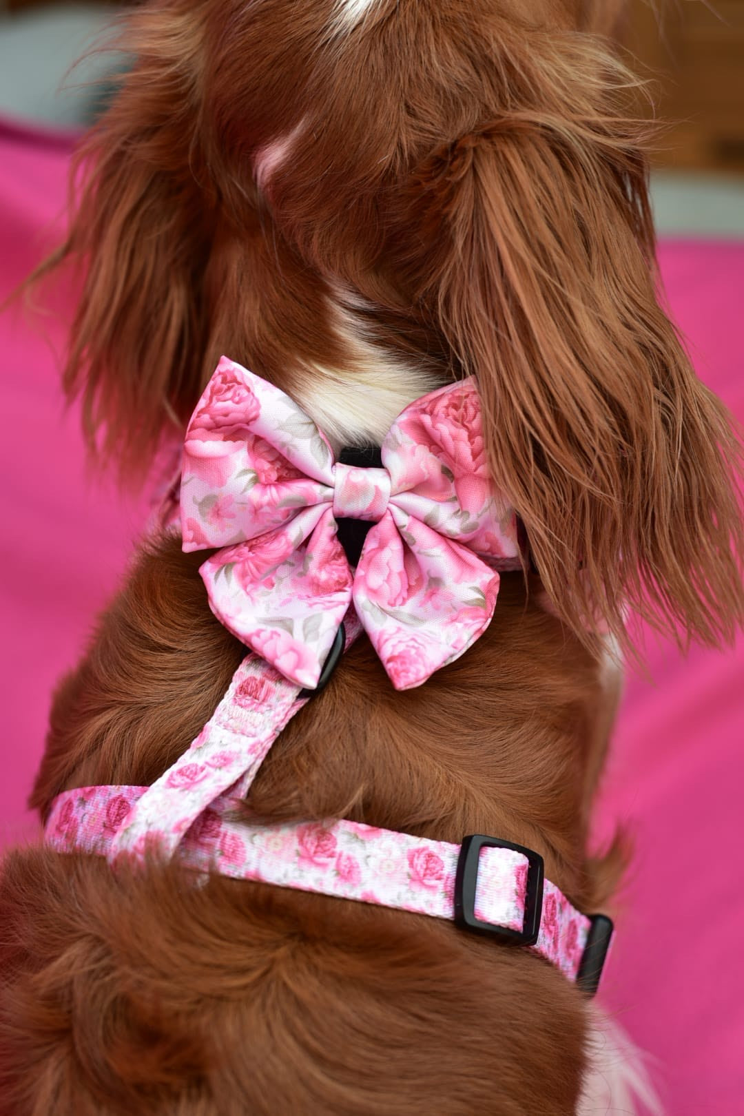 PEONY - SAILOR BOW