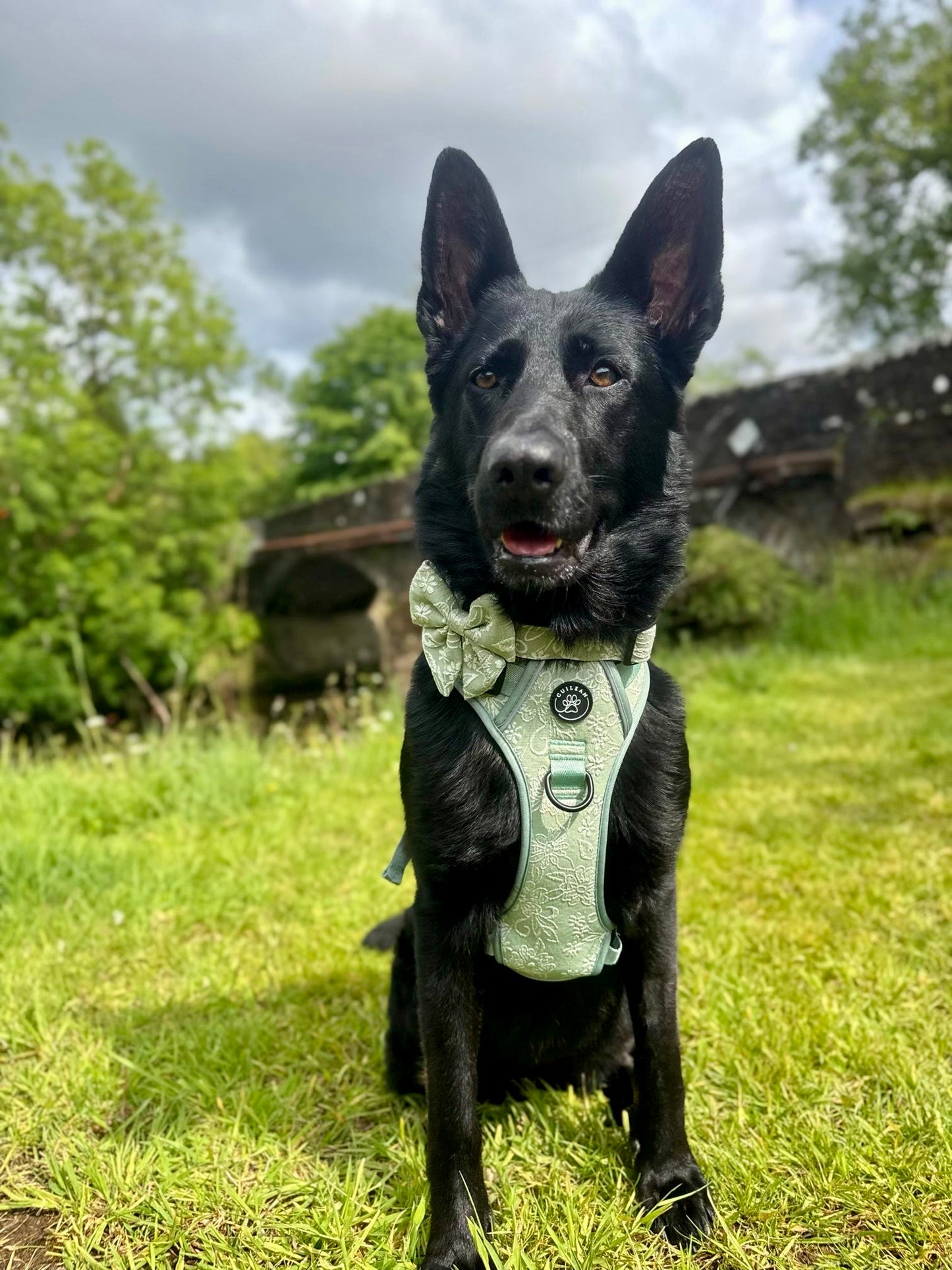 PANSY - CUILEAN CLIMBER HARNESS