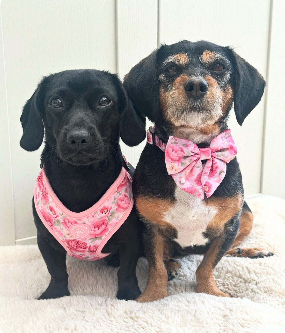 PEONY - SAILOR BOW