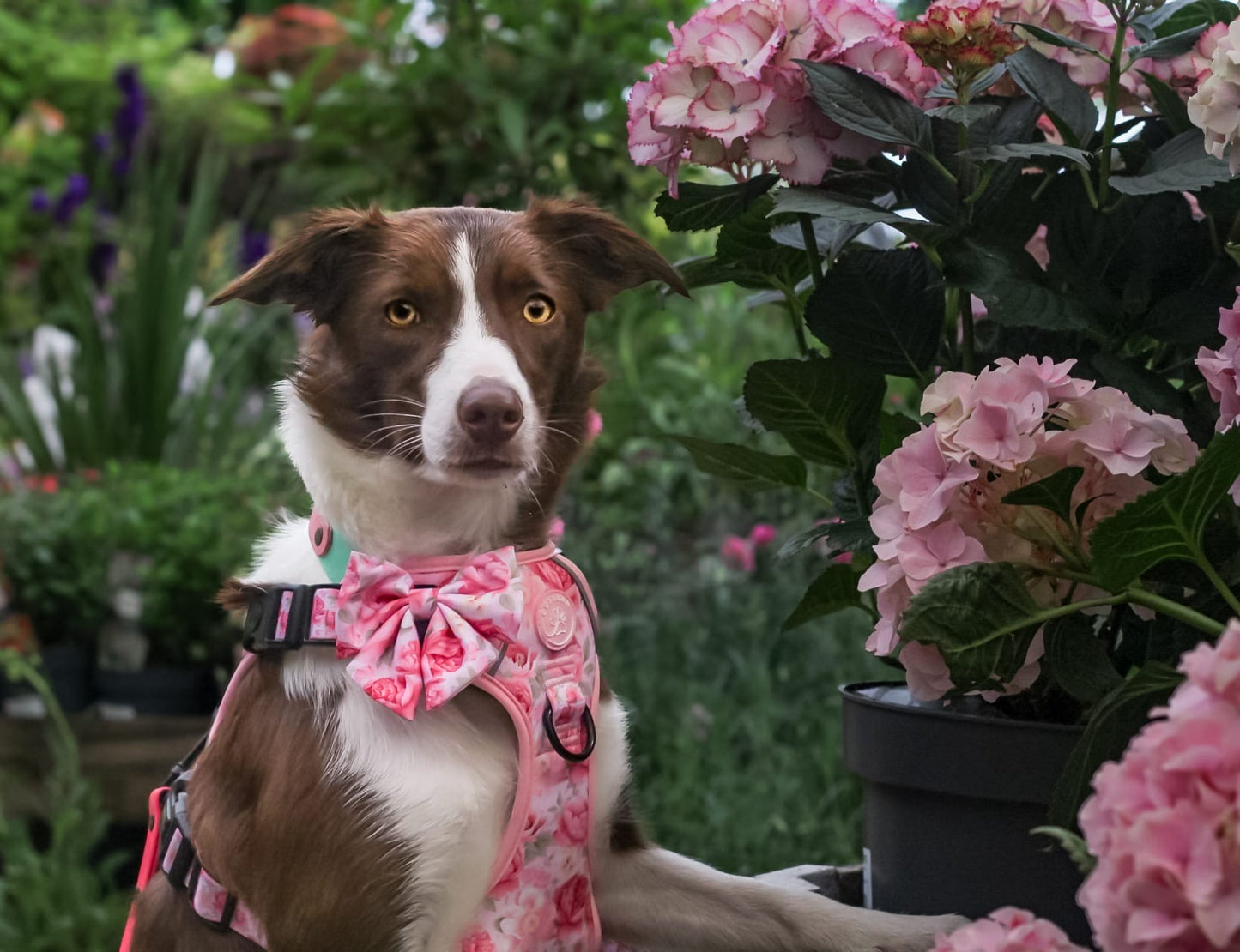 PEONY - SAILOR BOW