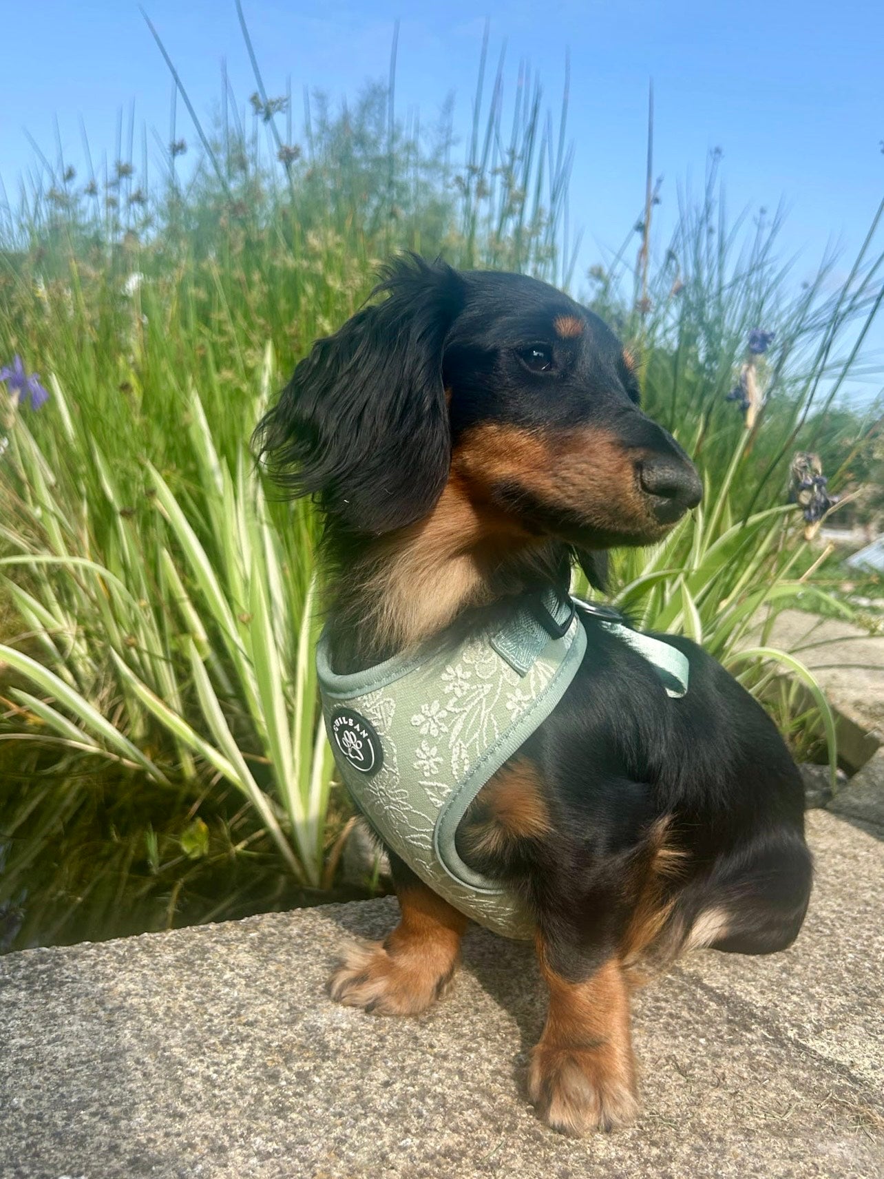 PANSY - HARNESS