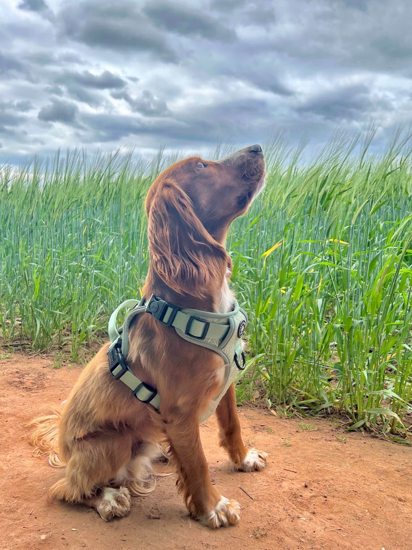 PANSY - CUILEAN CLIMBER HARNESS