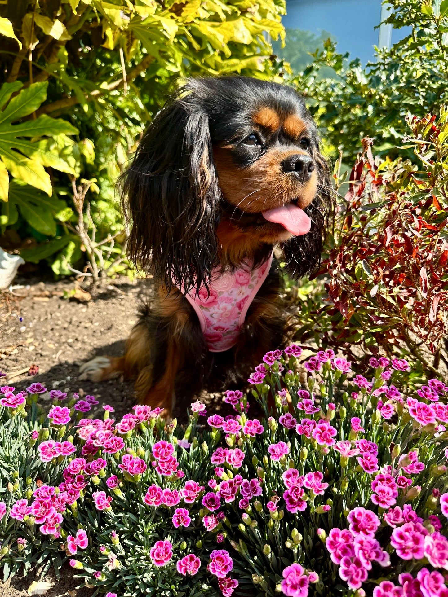 PEONY - HARNESS