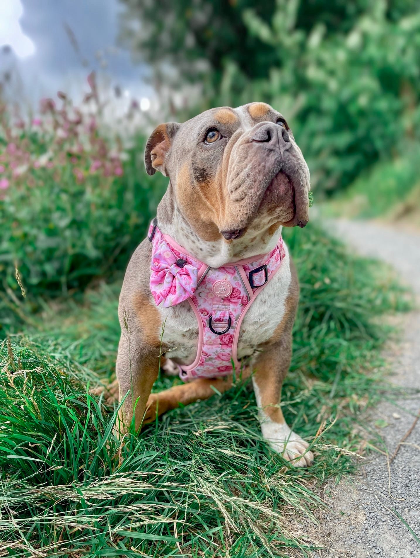 PEONY - CUILEAN CLIMBER HARNESS
