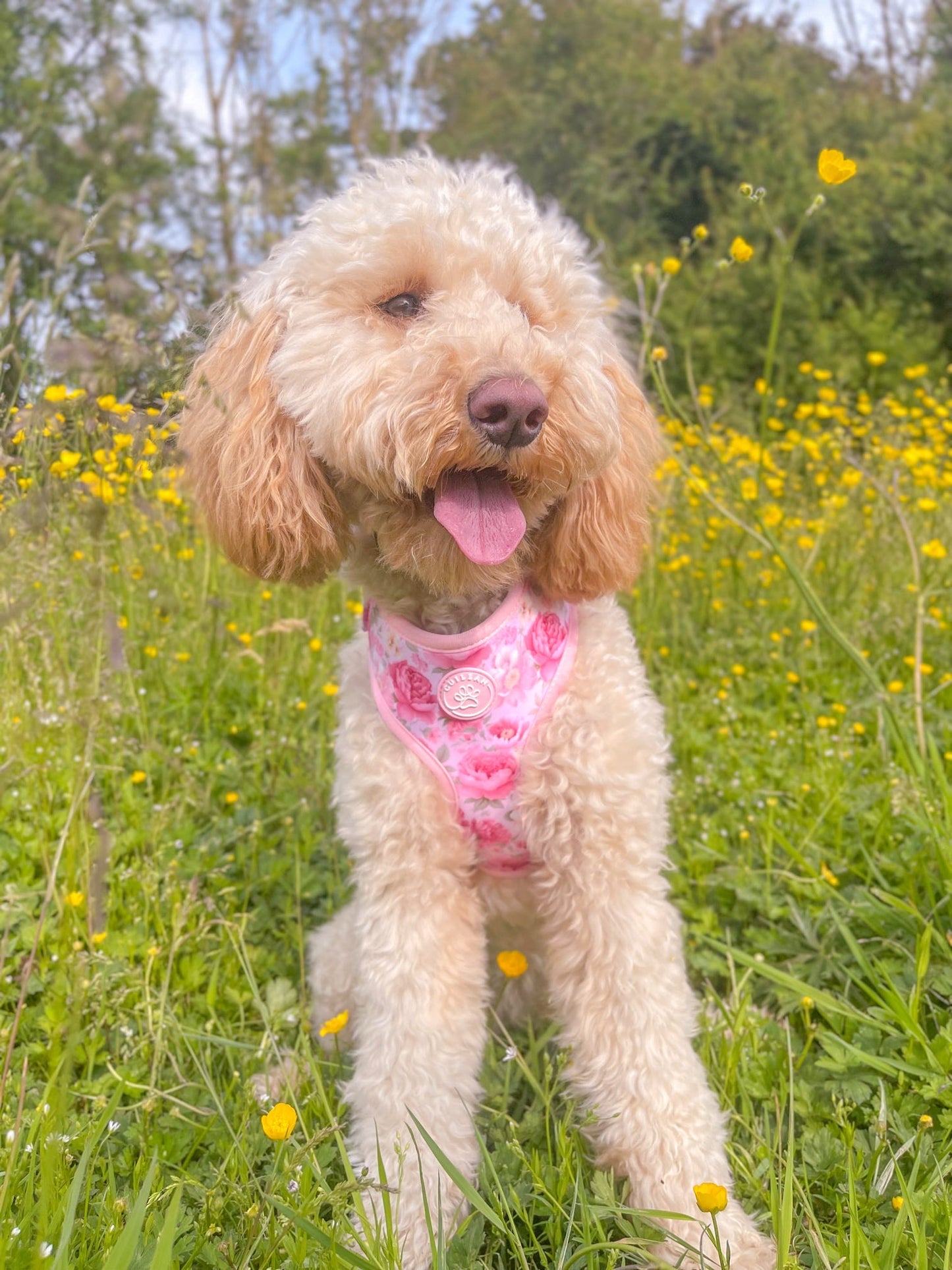 PEONY - HARNESS