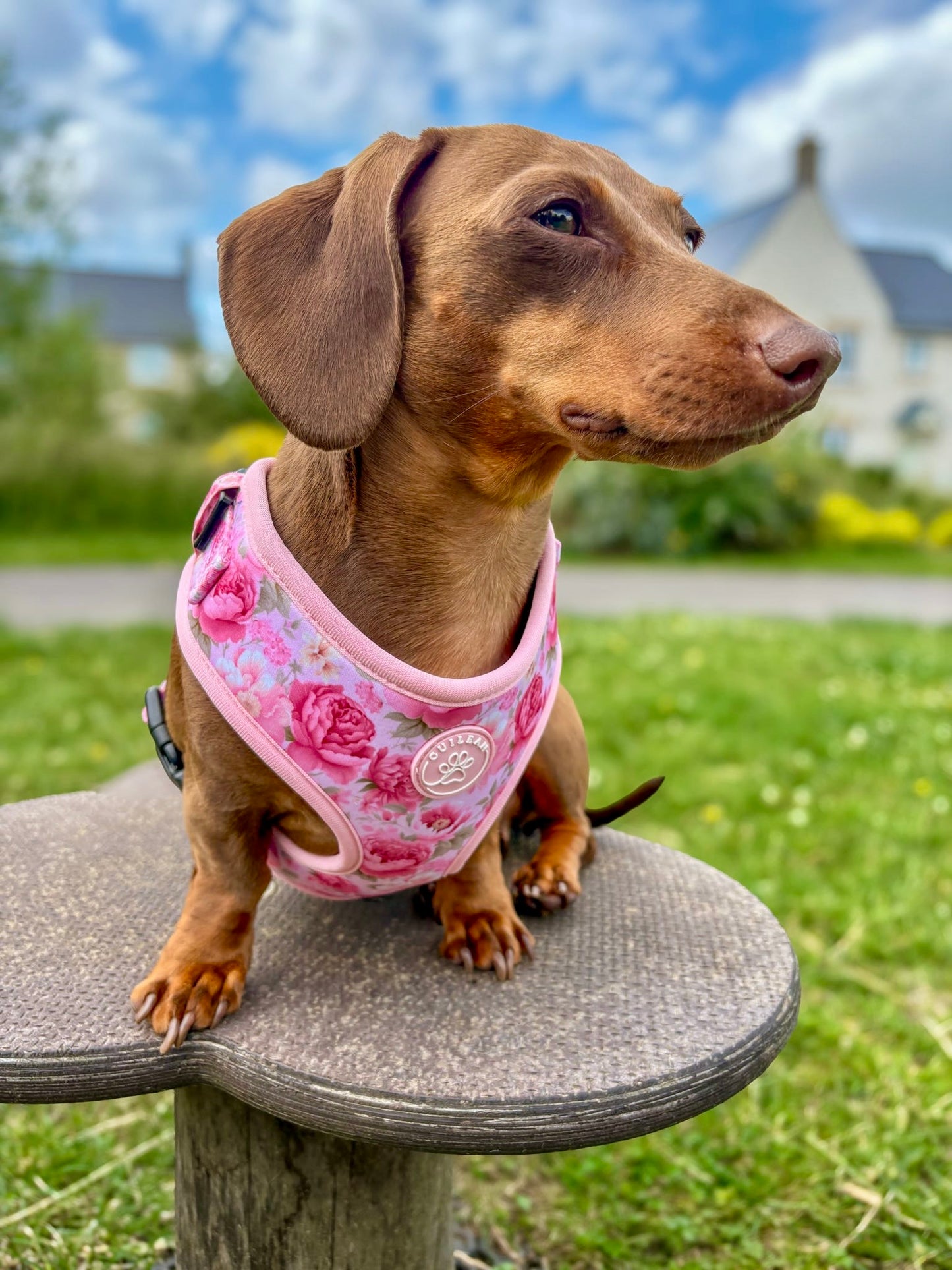 PEONY - HARNESS