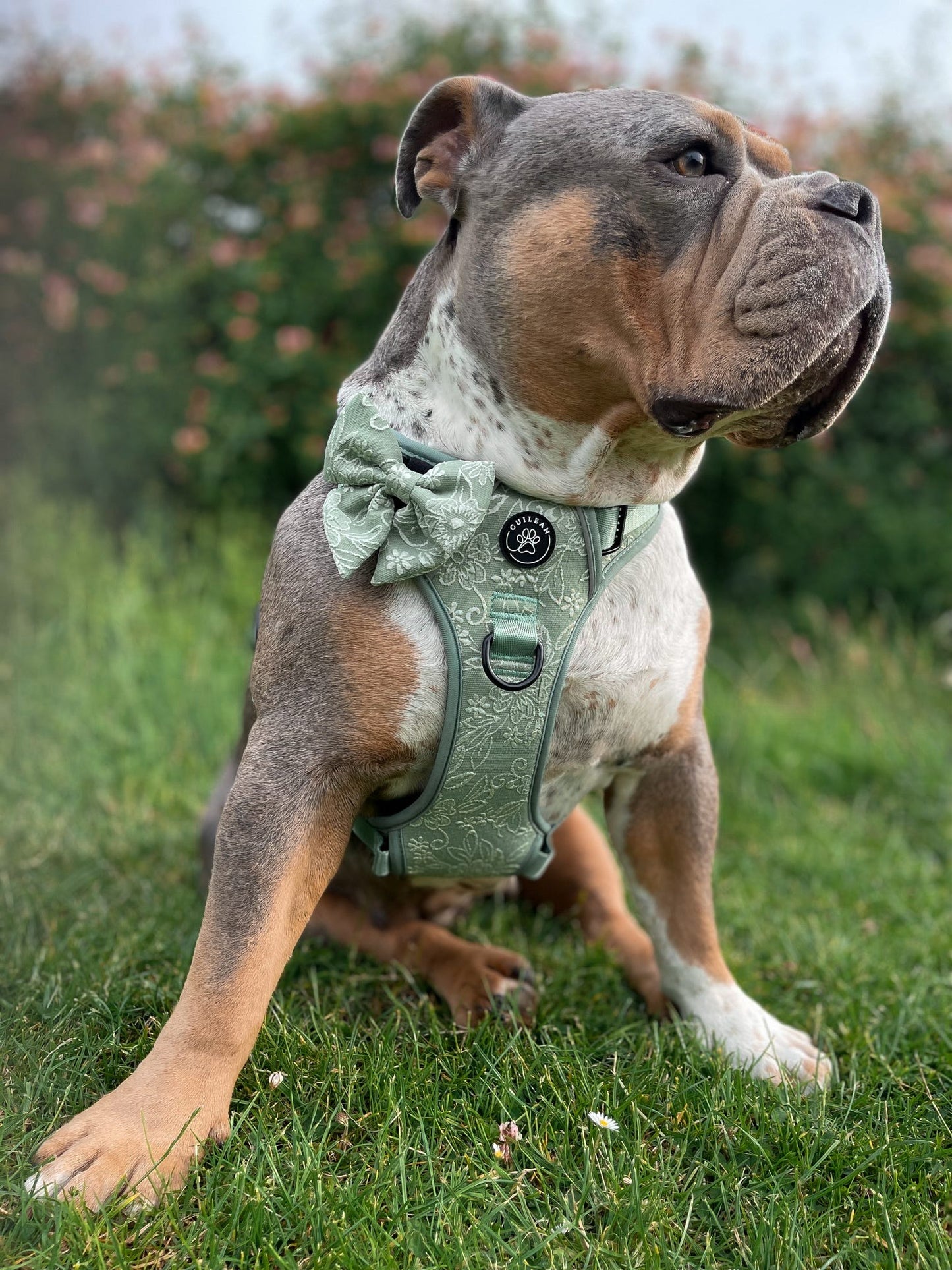 PANSY - CUILEAN CLIMBER HARNESS