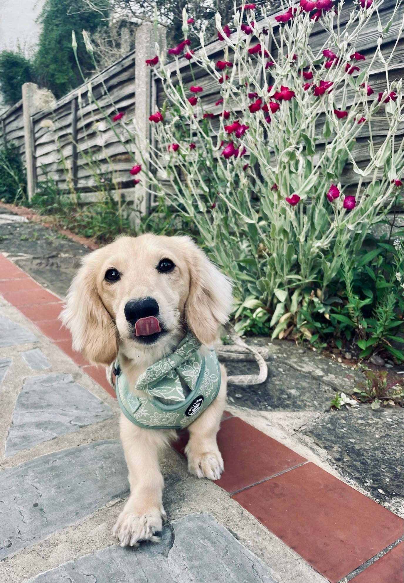 PANSY - HARNESS
