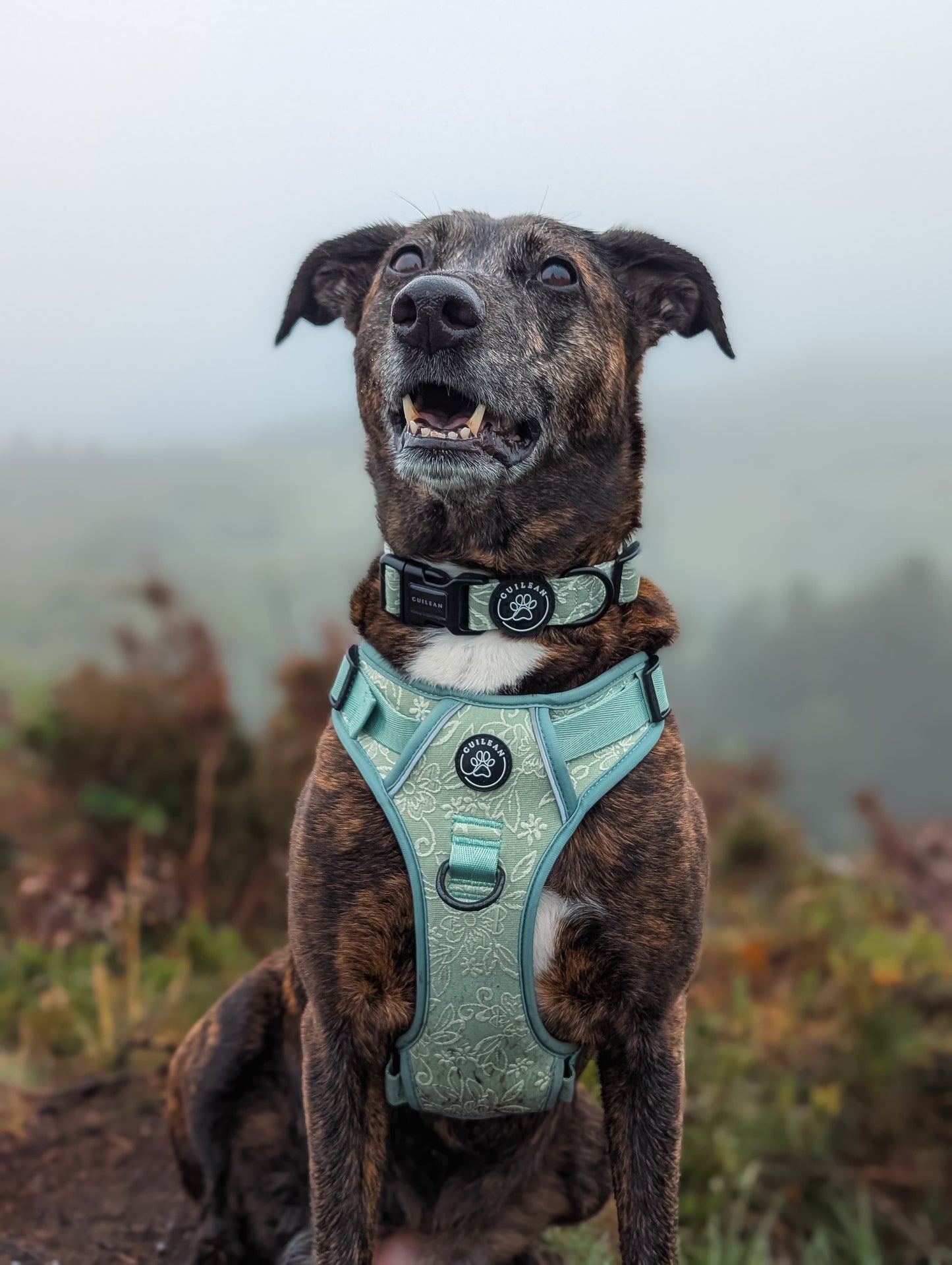 PANSY - CUILEAN CLIMBER HARNESS