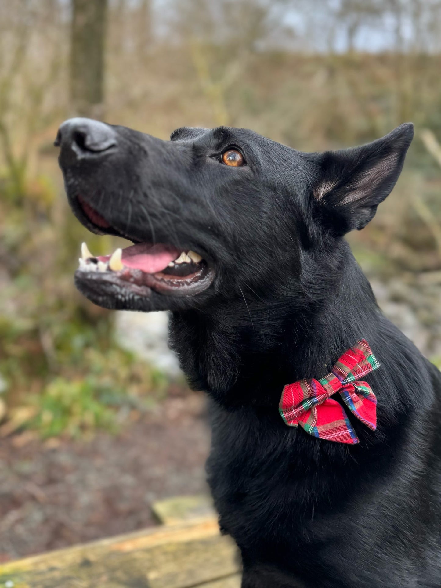 HIGHLANDER RED - SAILOR BOW