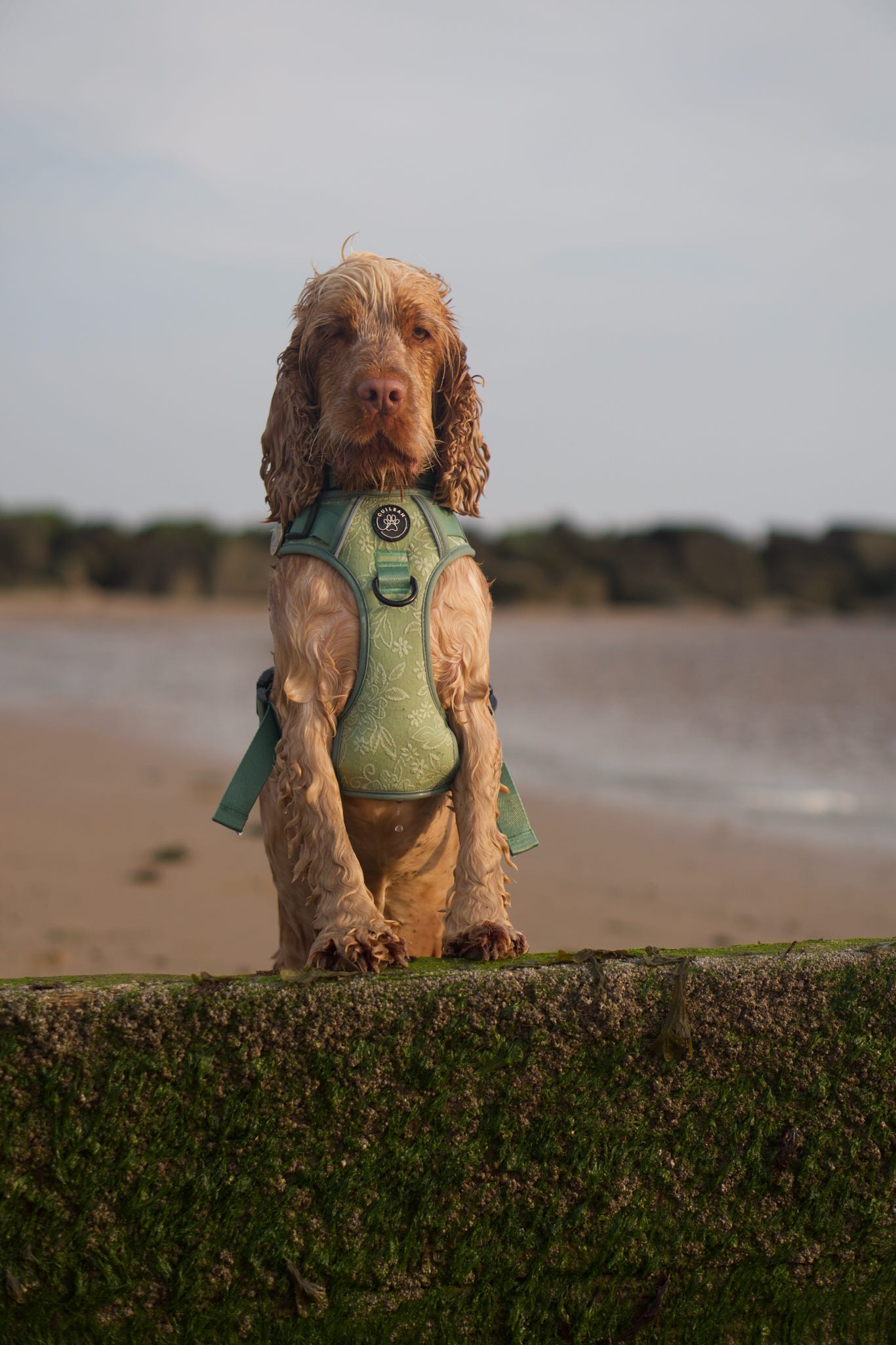 PANSY - CUILEAN CLIMBER HARNESS