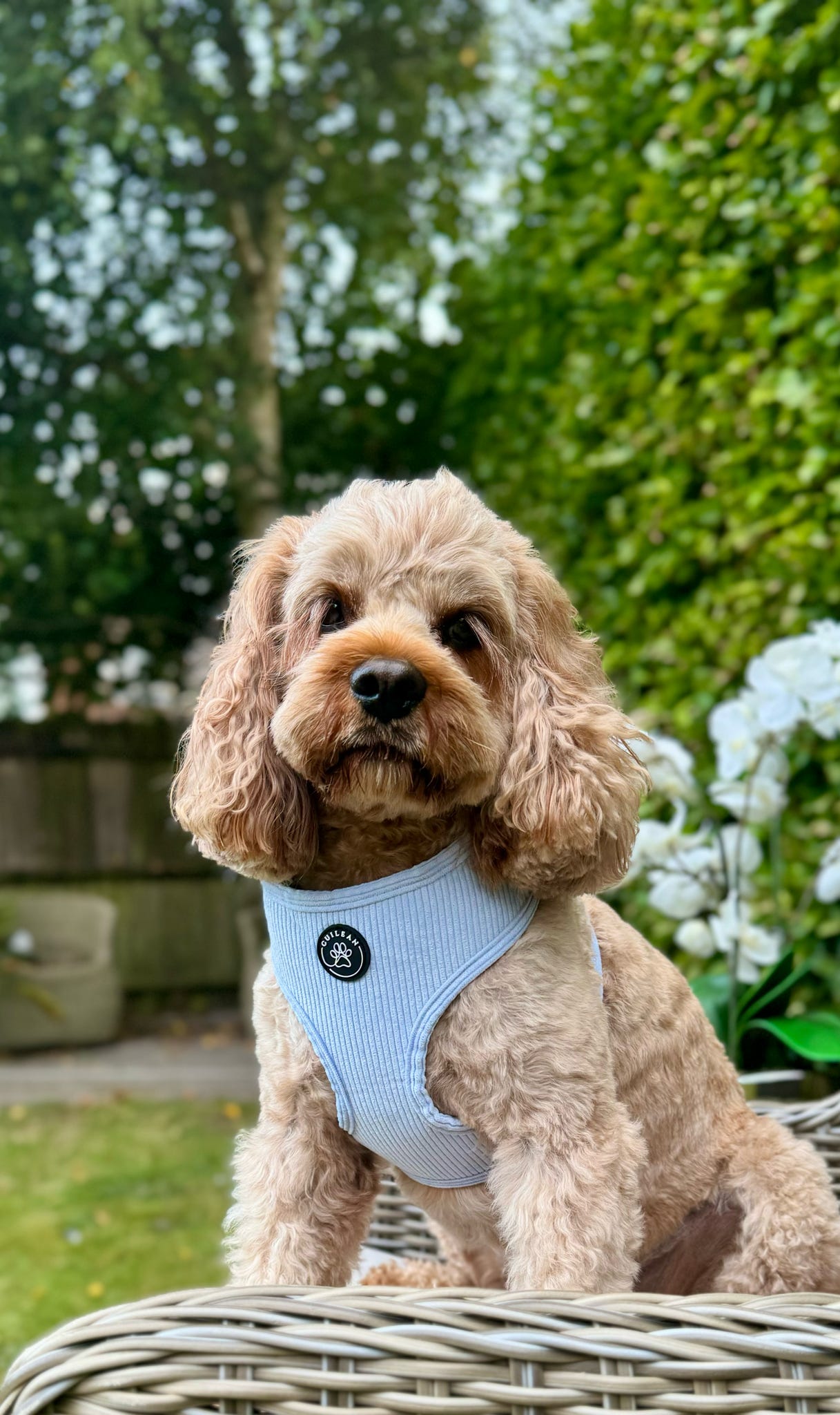 SEA BREEZE - HARNESS