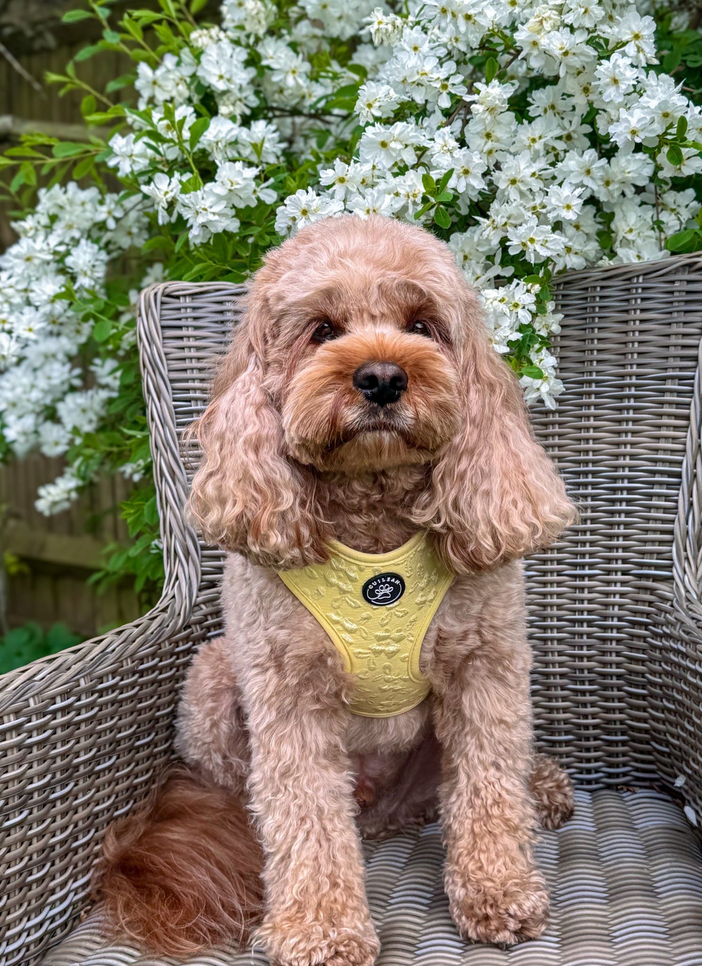 GORSE - HARNESS