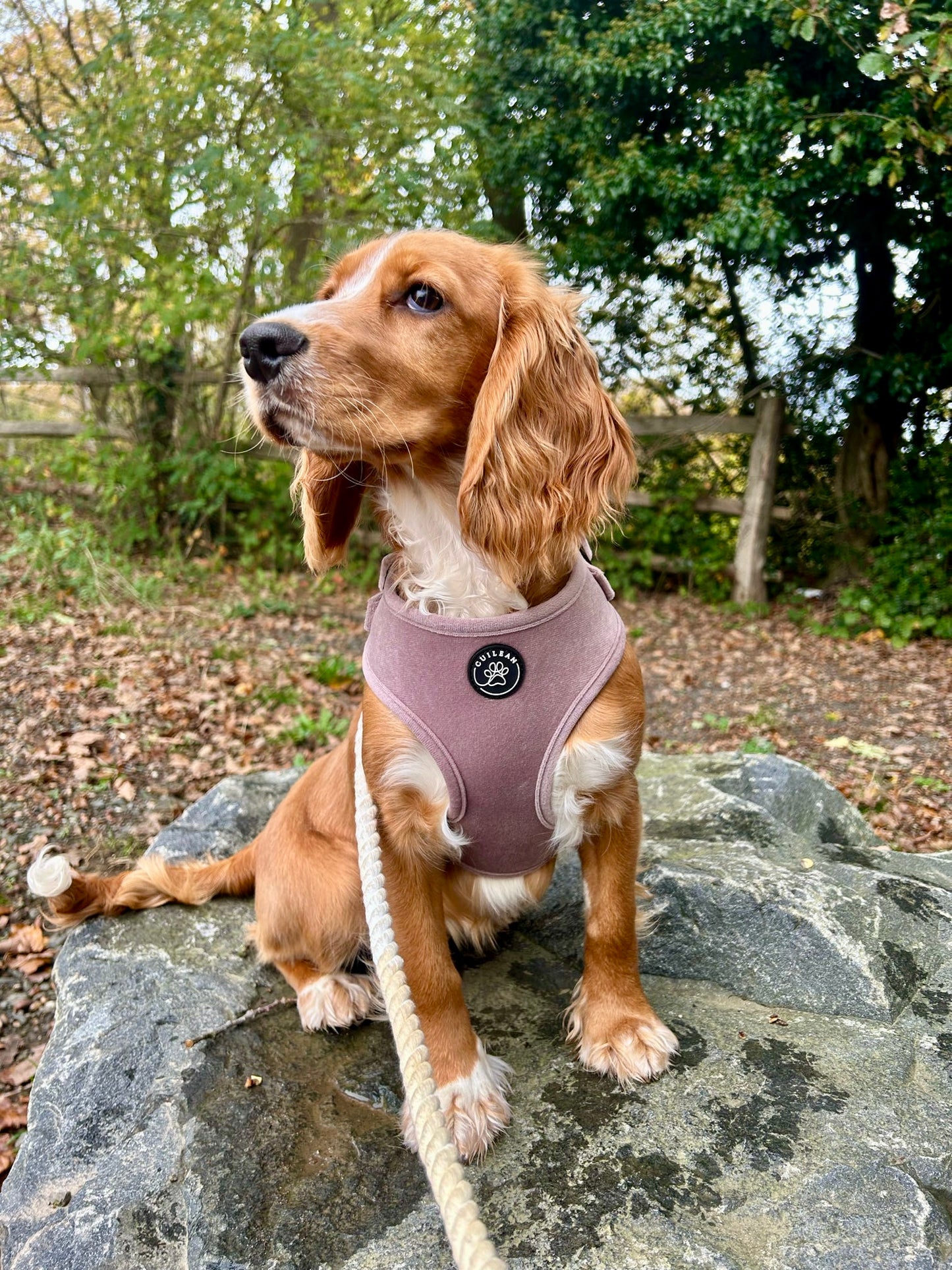 DUSTY ROSE - HARNESS
