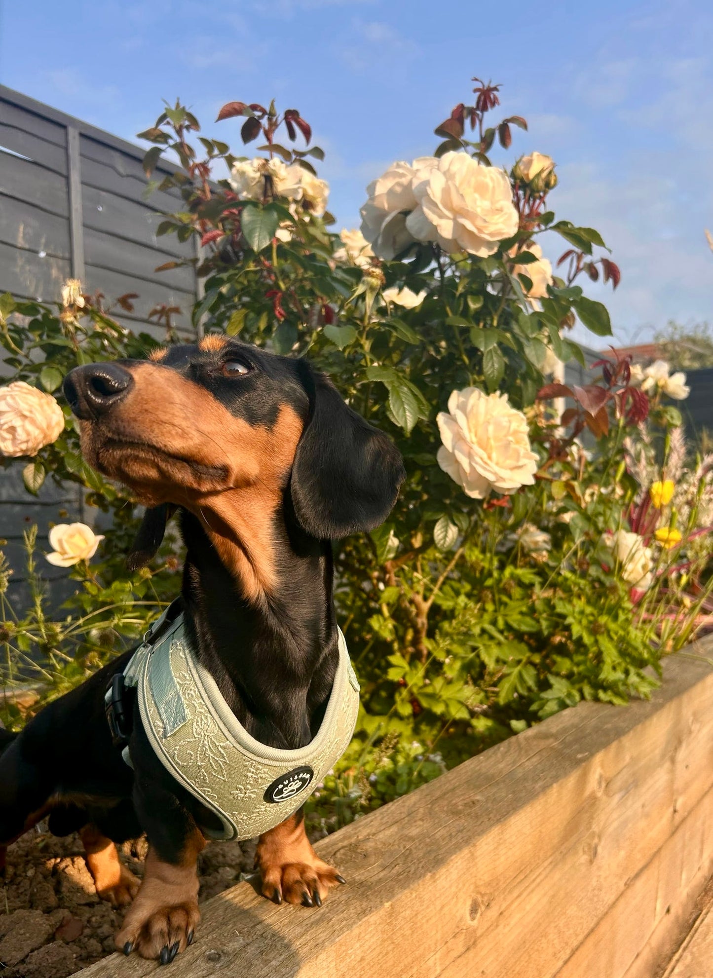 PANSY - HARNESS