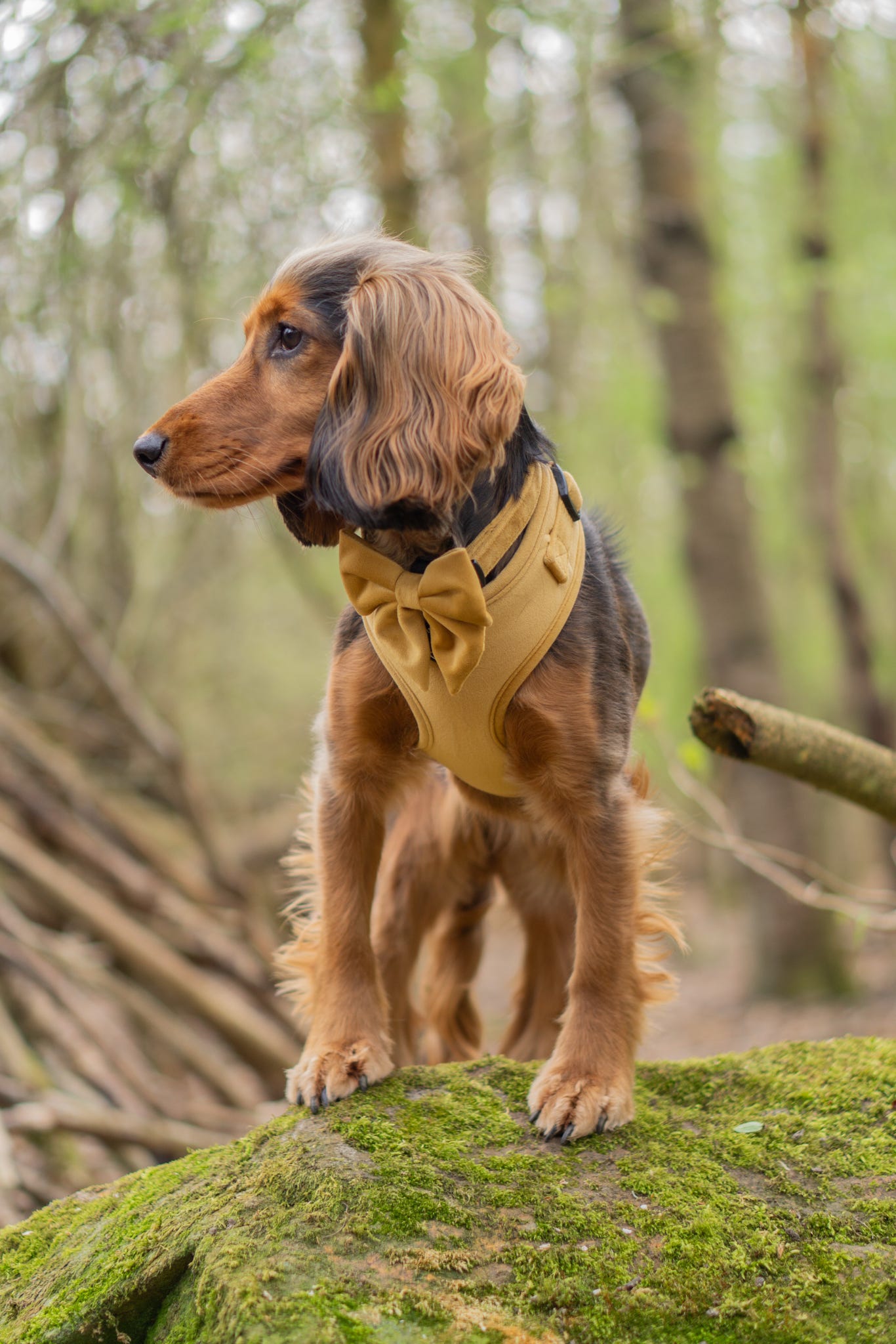 GOLDEN HOUR - SAILOR BOW