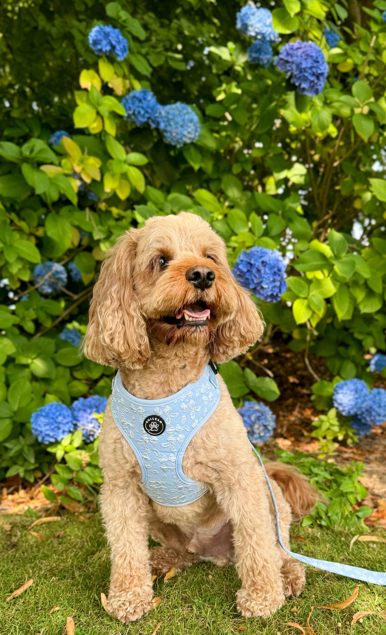 BLUEBELL - HARNESS