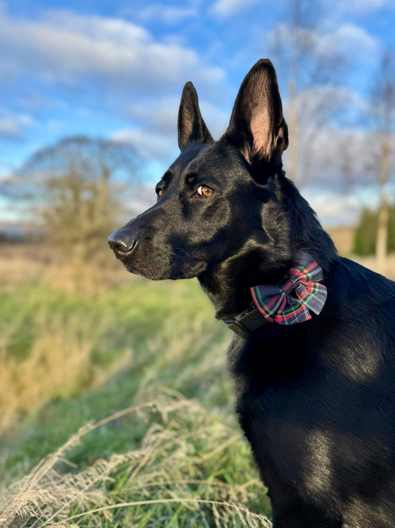 HIGHLANDER NAVY - SAILOR BOW