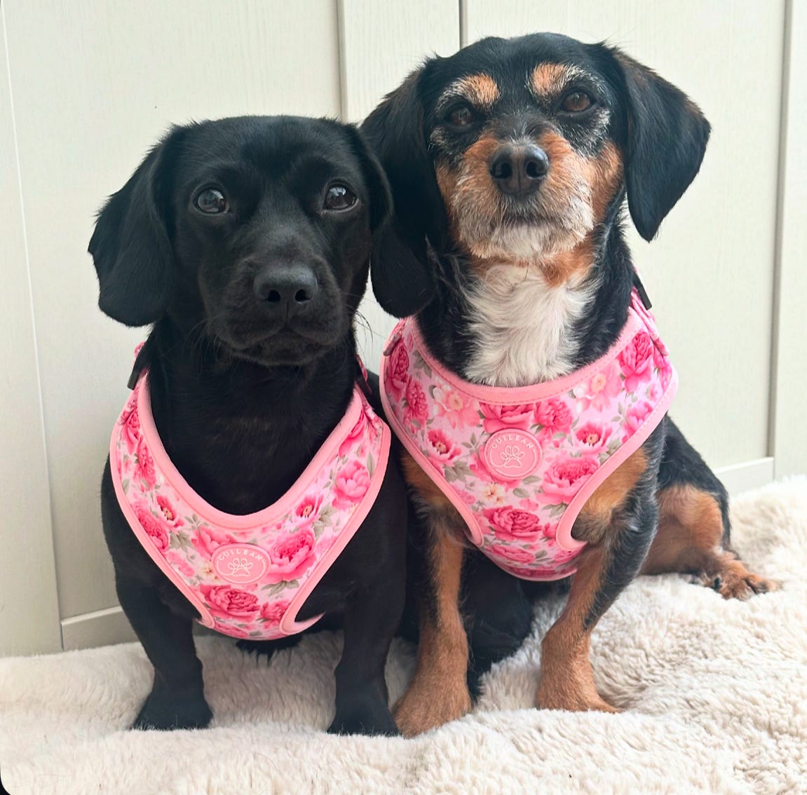 PEONY - HARNESS