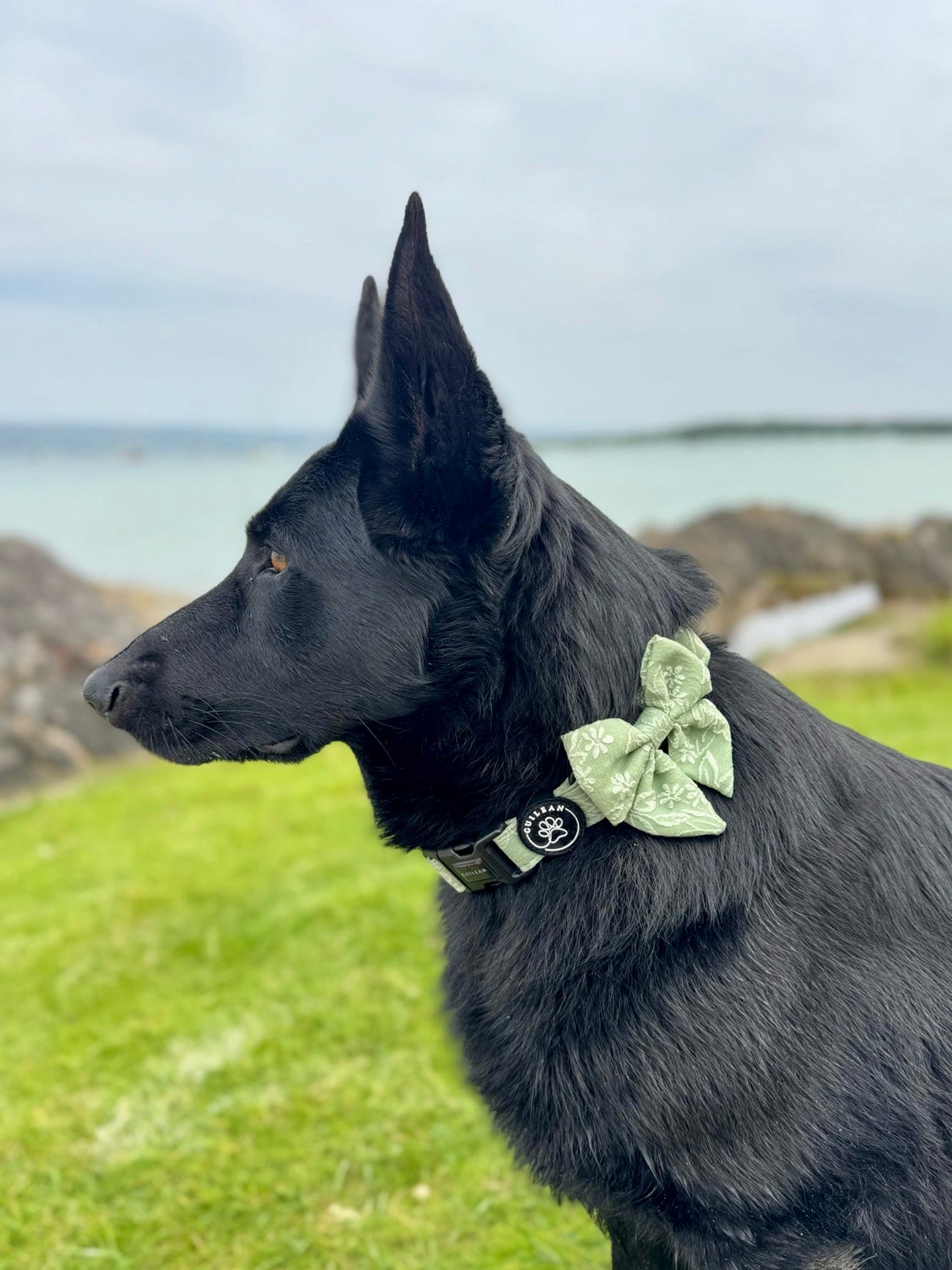 PANSY - COLLAR