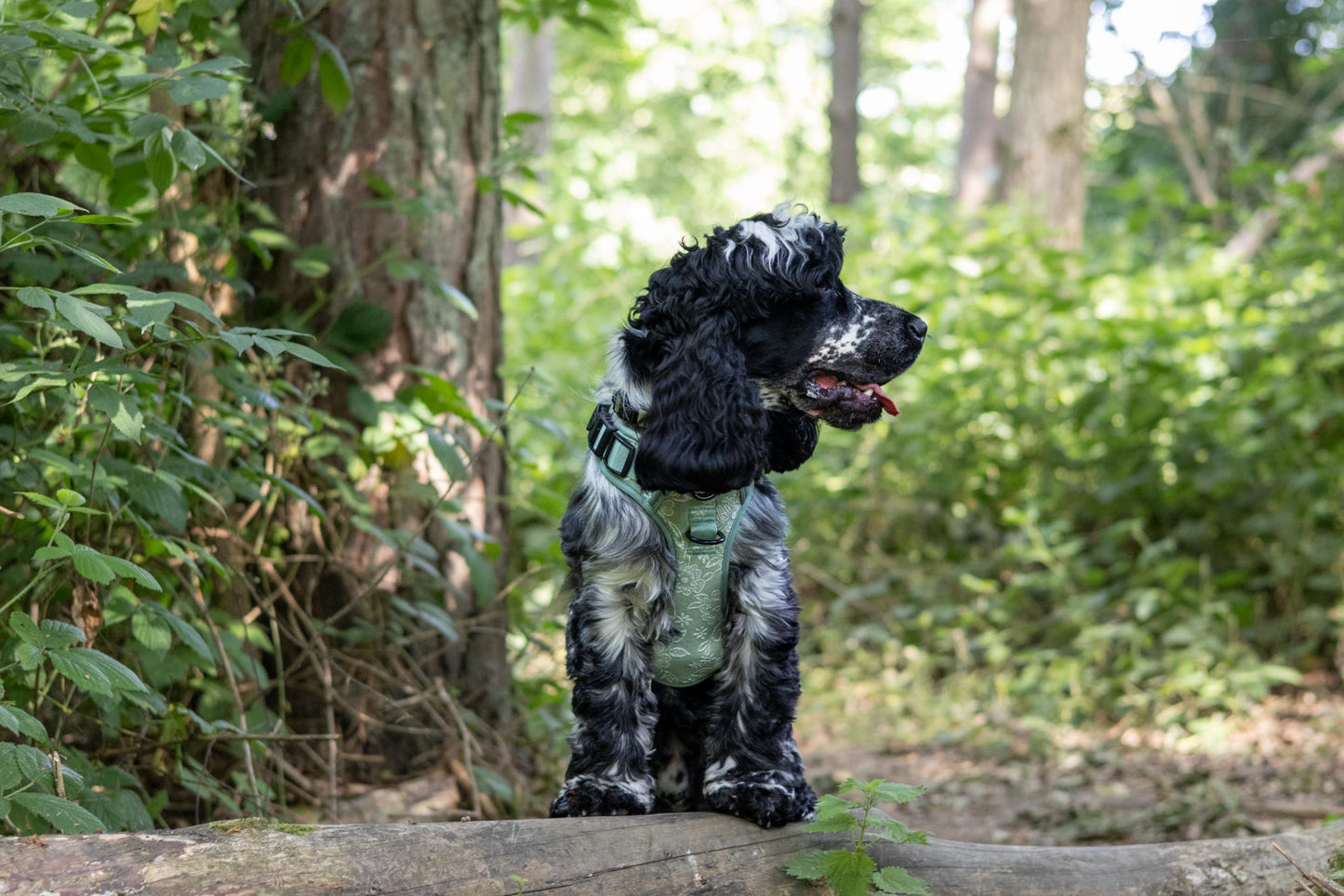 PANSY - CUILEAN CLIMBER HARNESS