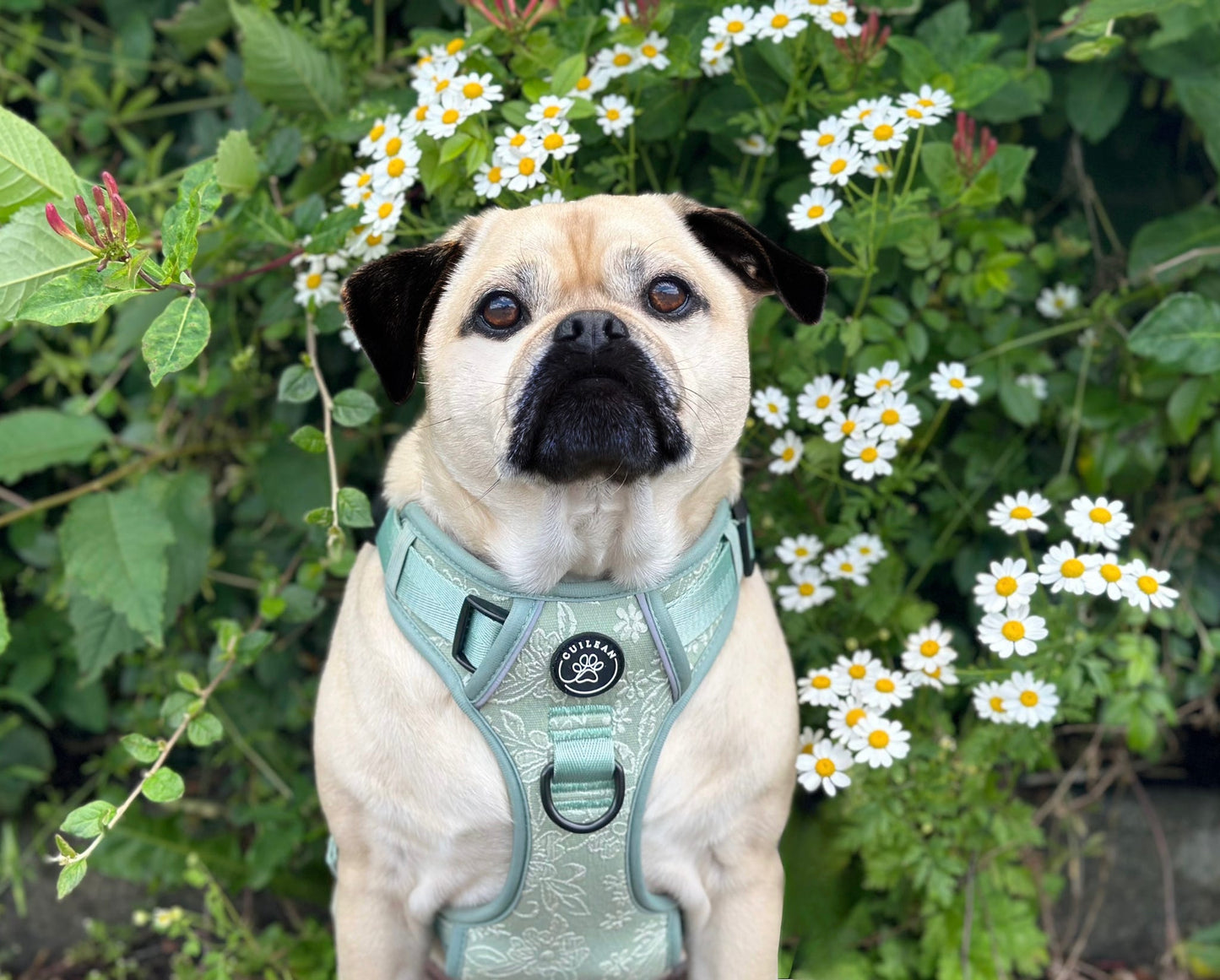 PANSY - CUILEAN CLIMBER HARNESS