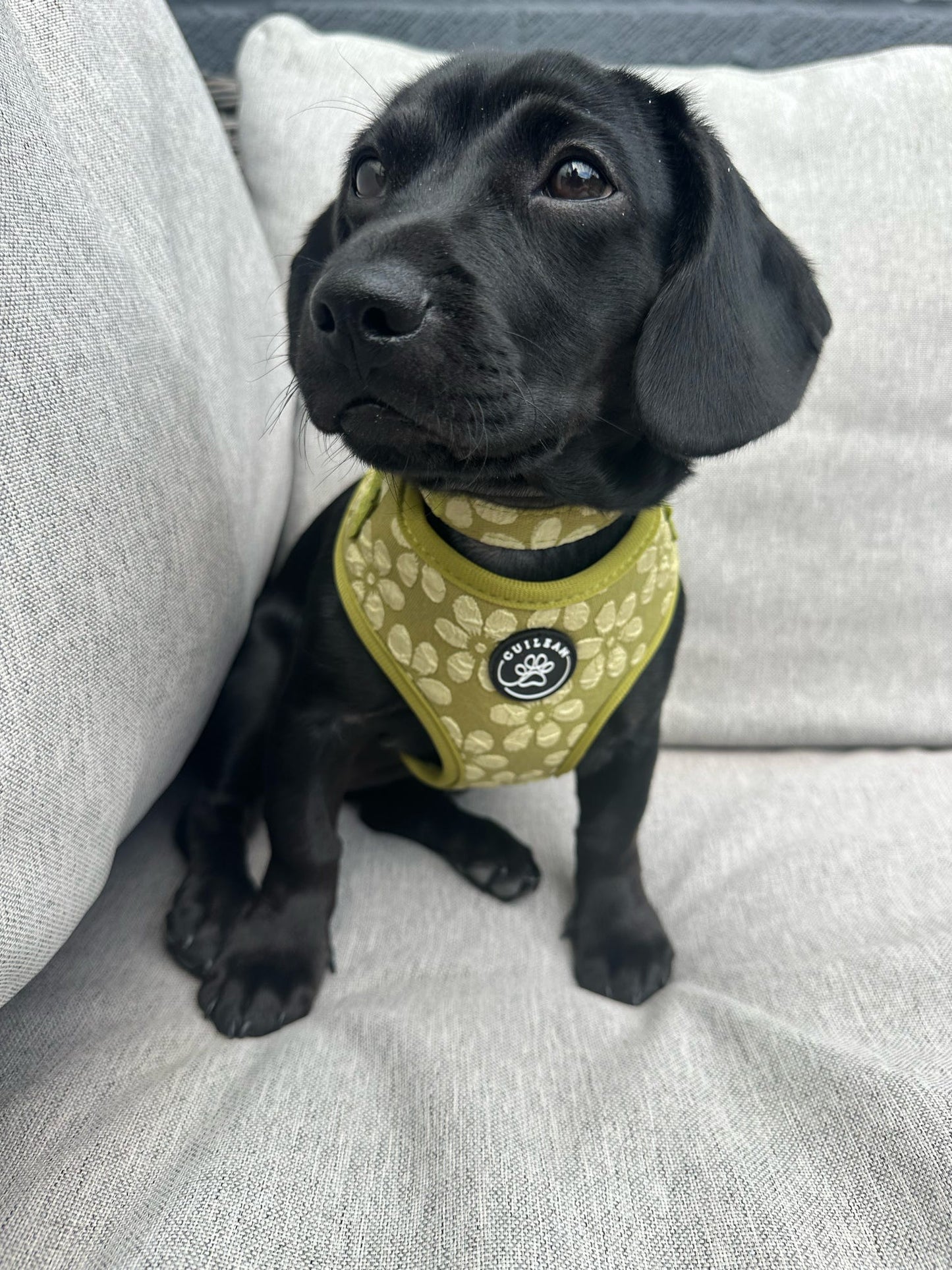 OLIVE - HARNESS
