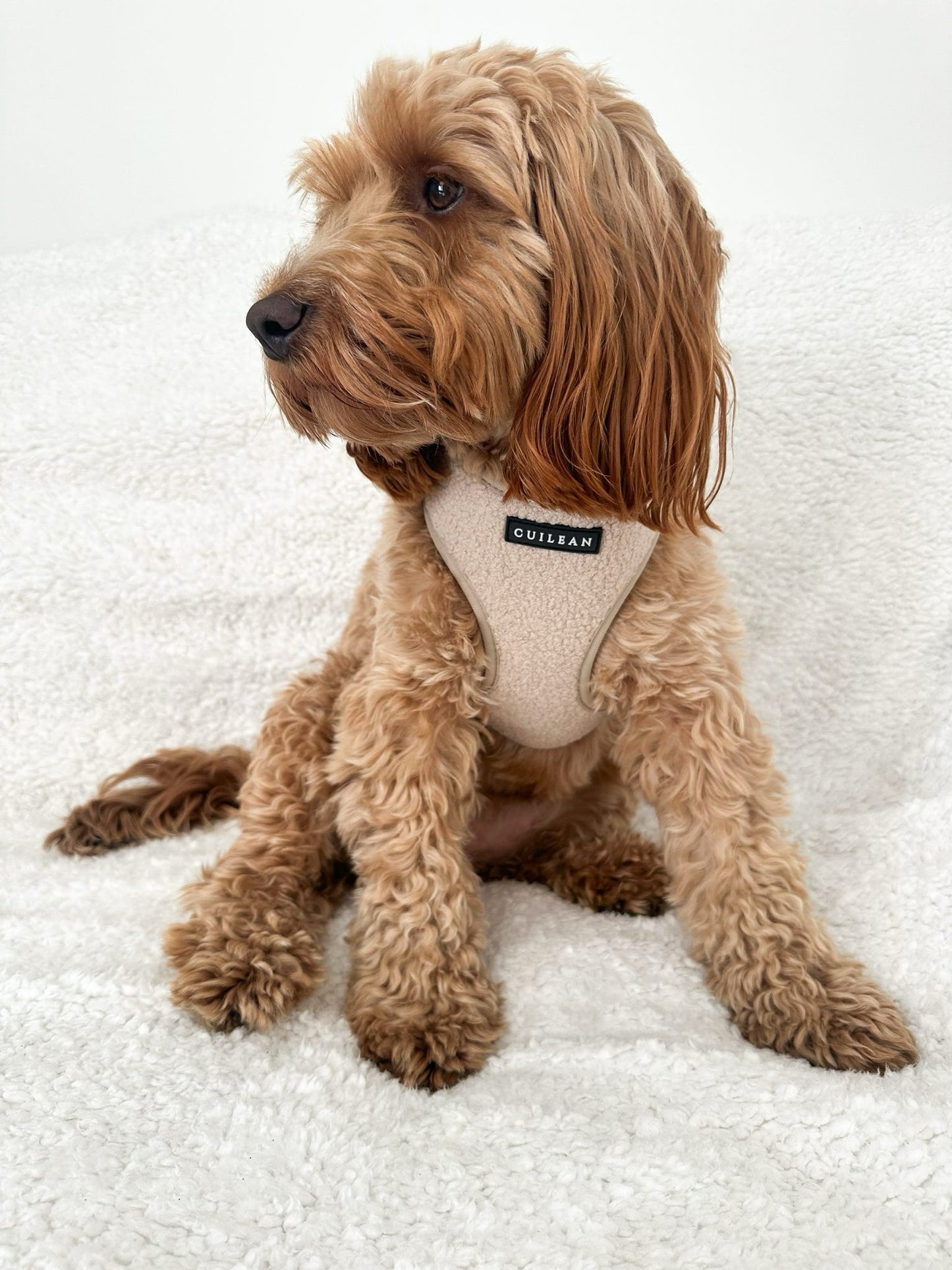 OATMEAL TEDDY - HARNESS