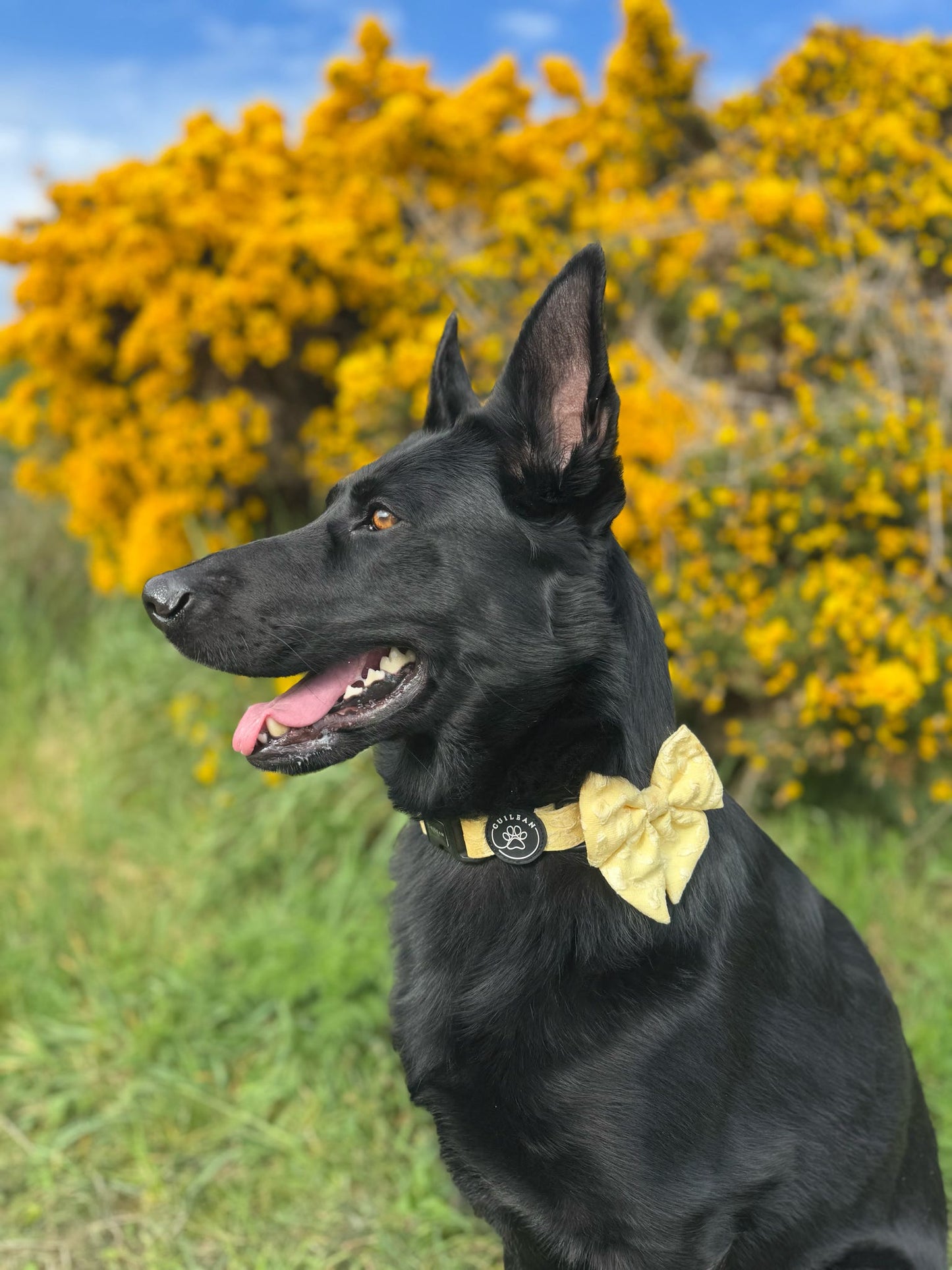 GORSE - SAILOR BOW