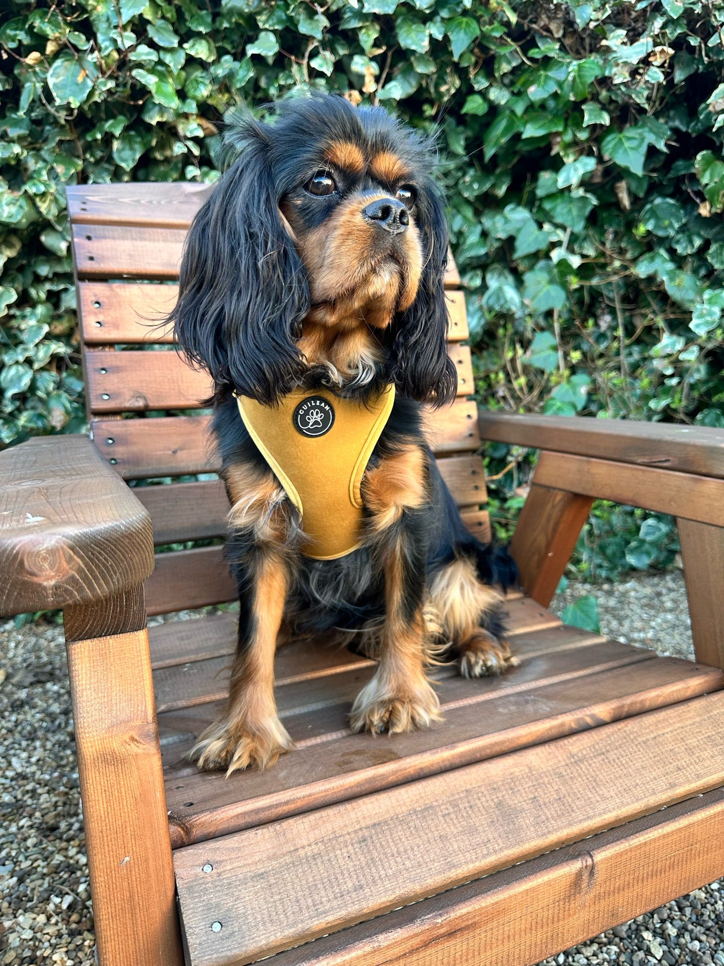 GOLDEN HOUR - HARNESS