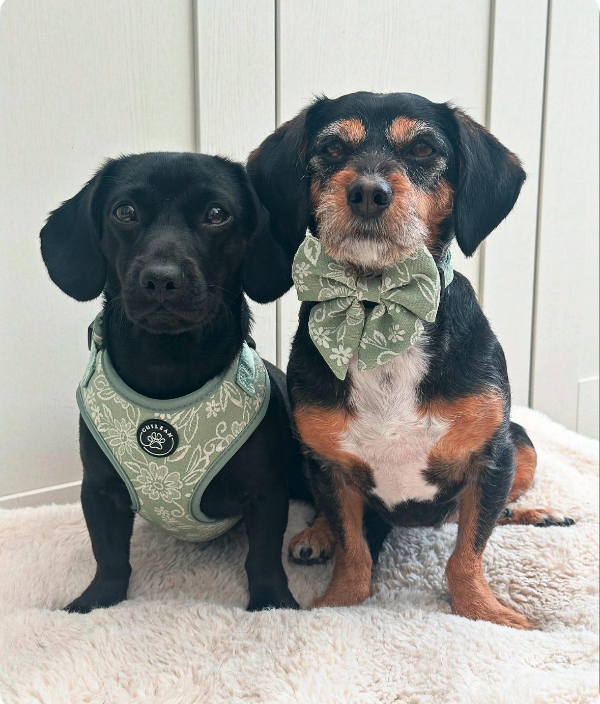 PANSY - HARNESS