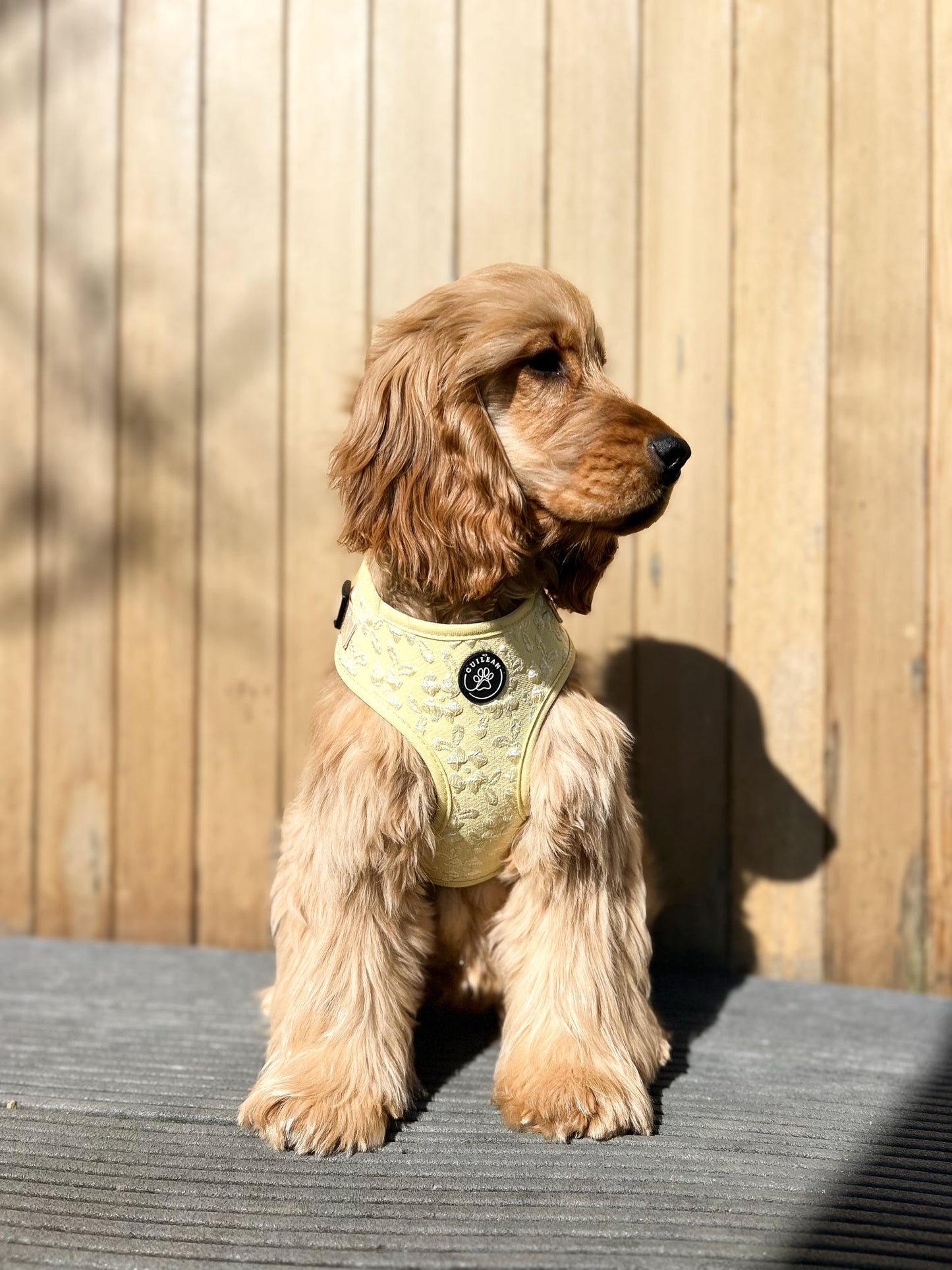 GORSE - HARNESS