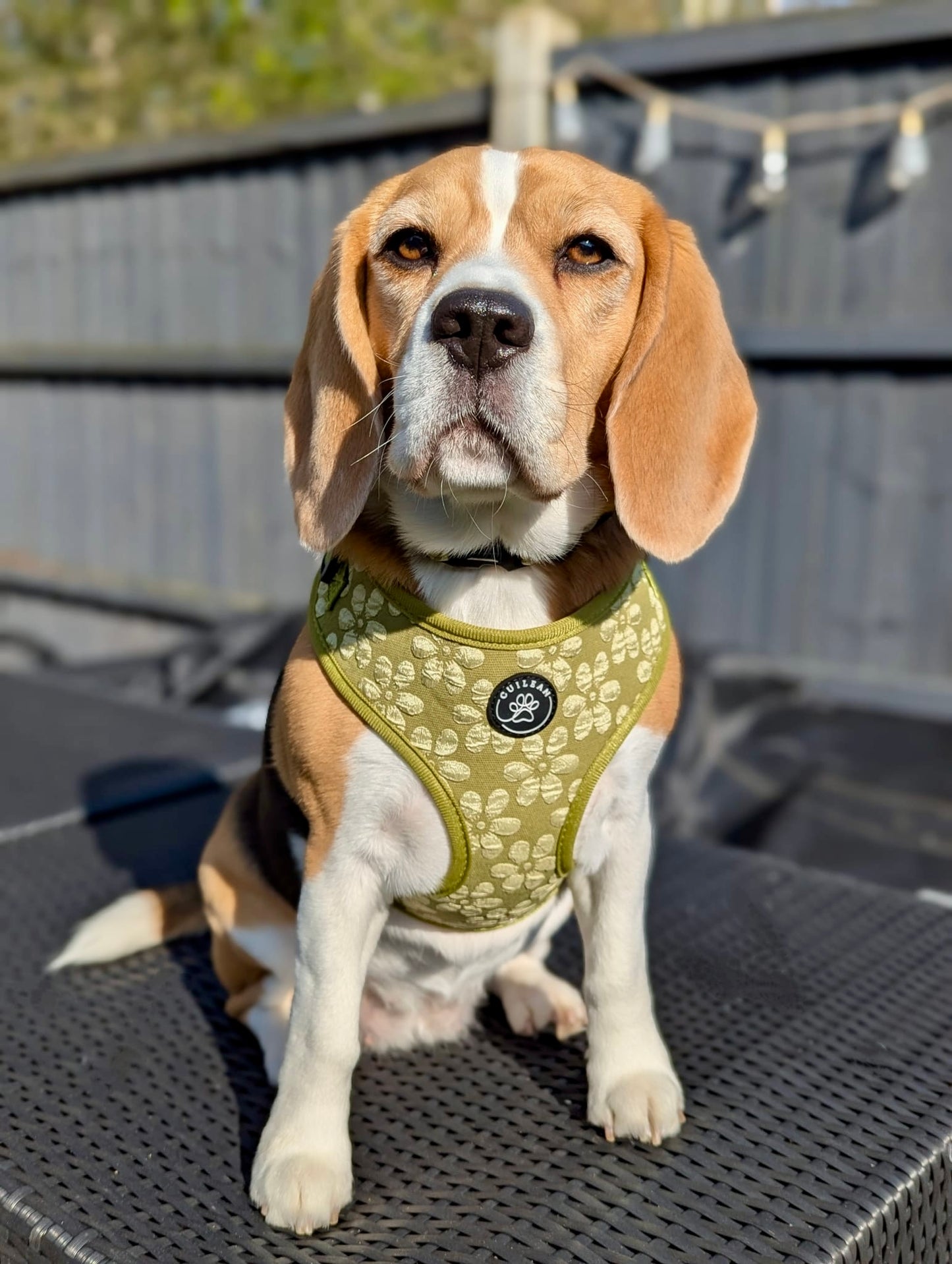 OLIVE - HARNESS