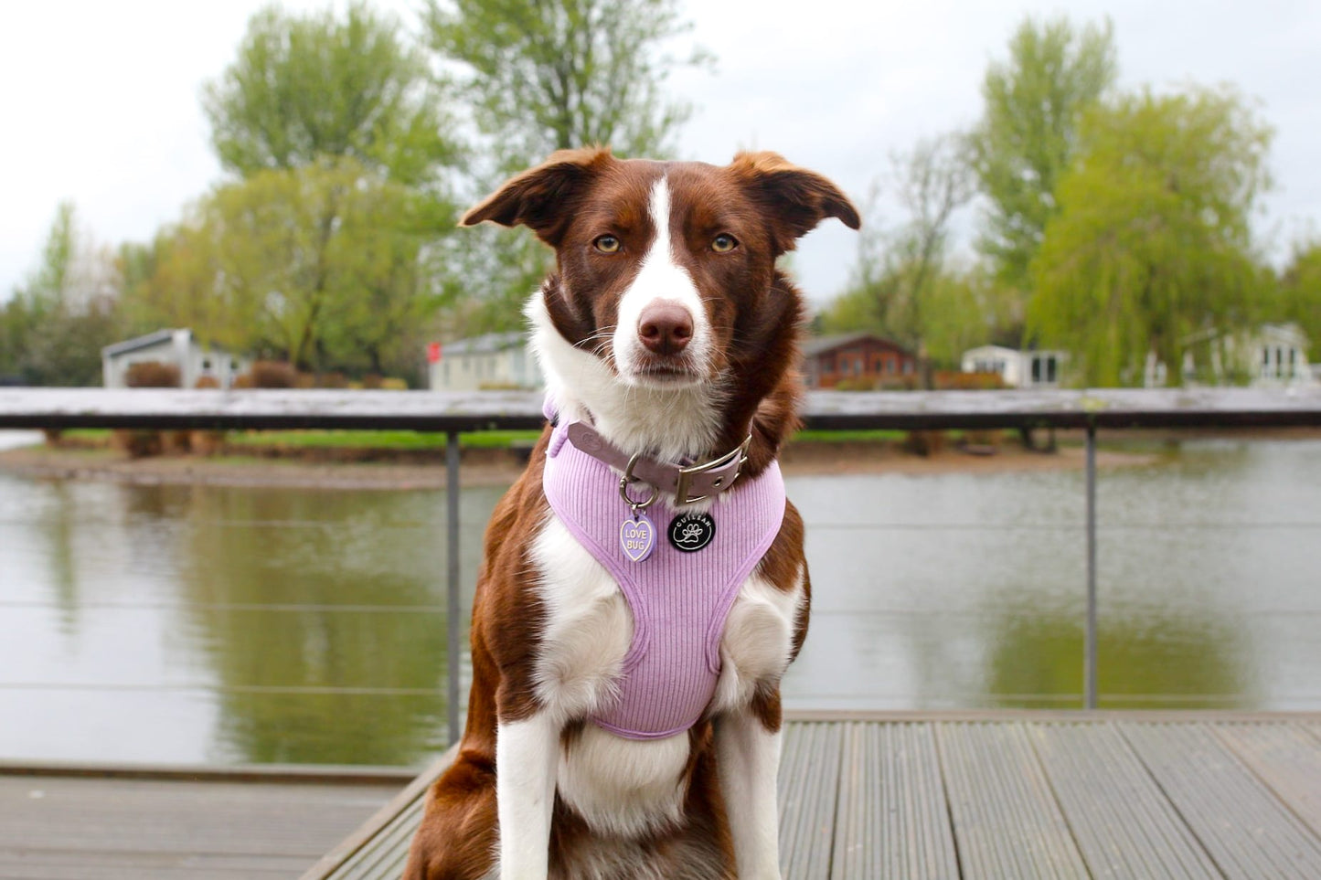 WILD THYME - HARNESS